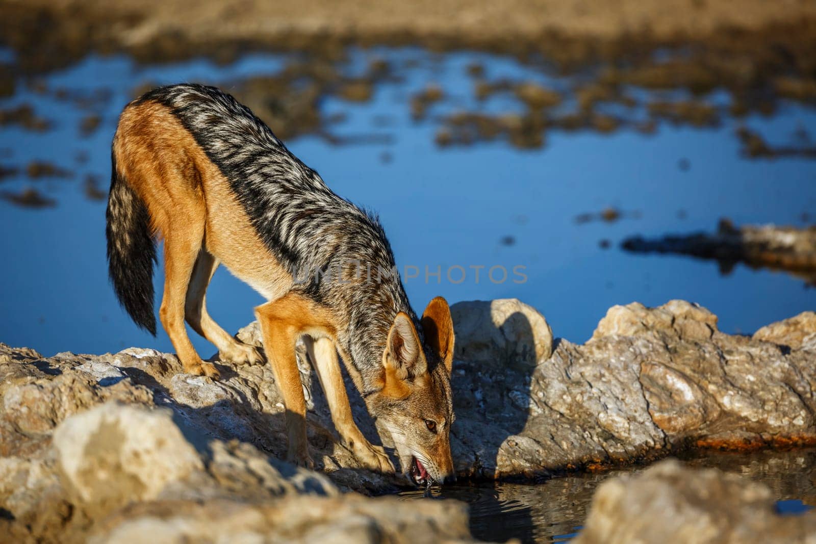 Black backed jackal drinking at waterhole in Kgalagadi transfrontier park, South Africa ; Specie Canis mesomelas family of Canidae