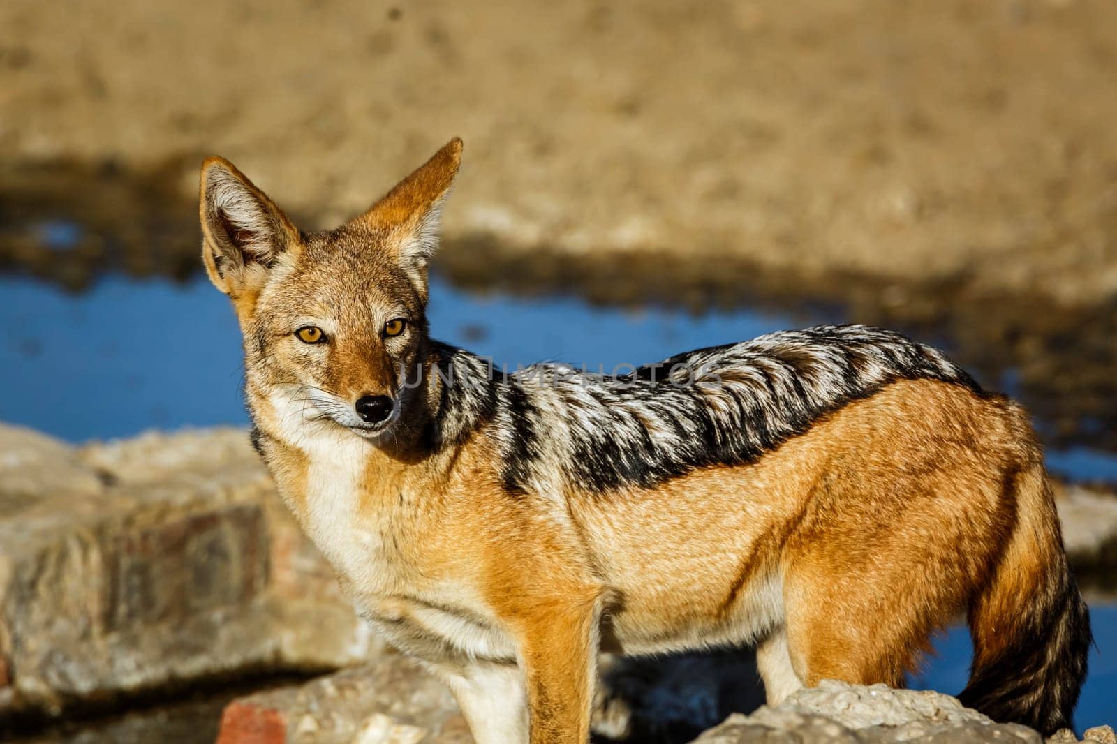Black backed jackal in Kgalagadi transfrontier park, South Africa by PACOCOMO