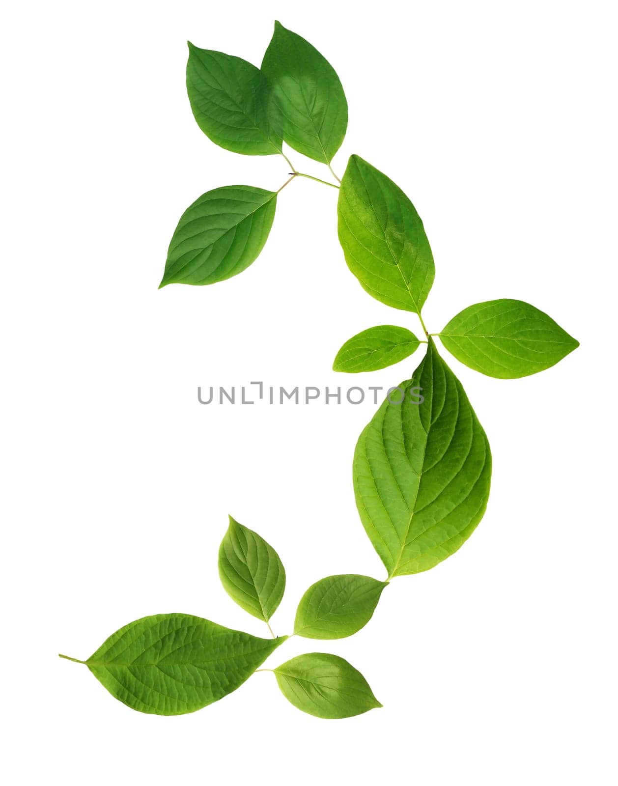 Ecology concept. Nice abstract freshness green leaves set on white