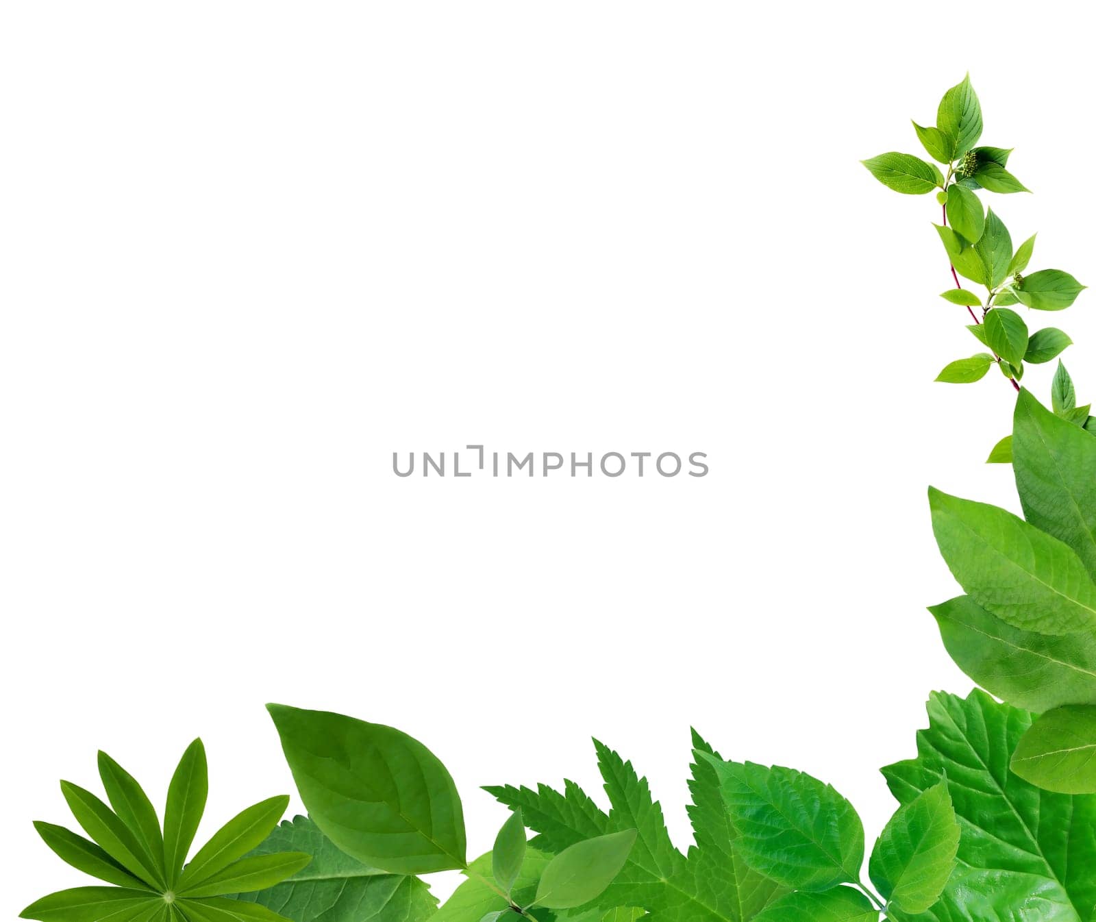 Ecology concept. Nice abstract freshness green leaves set on white