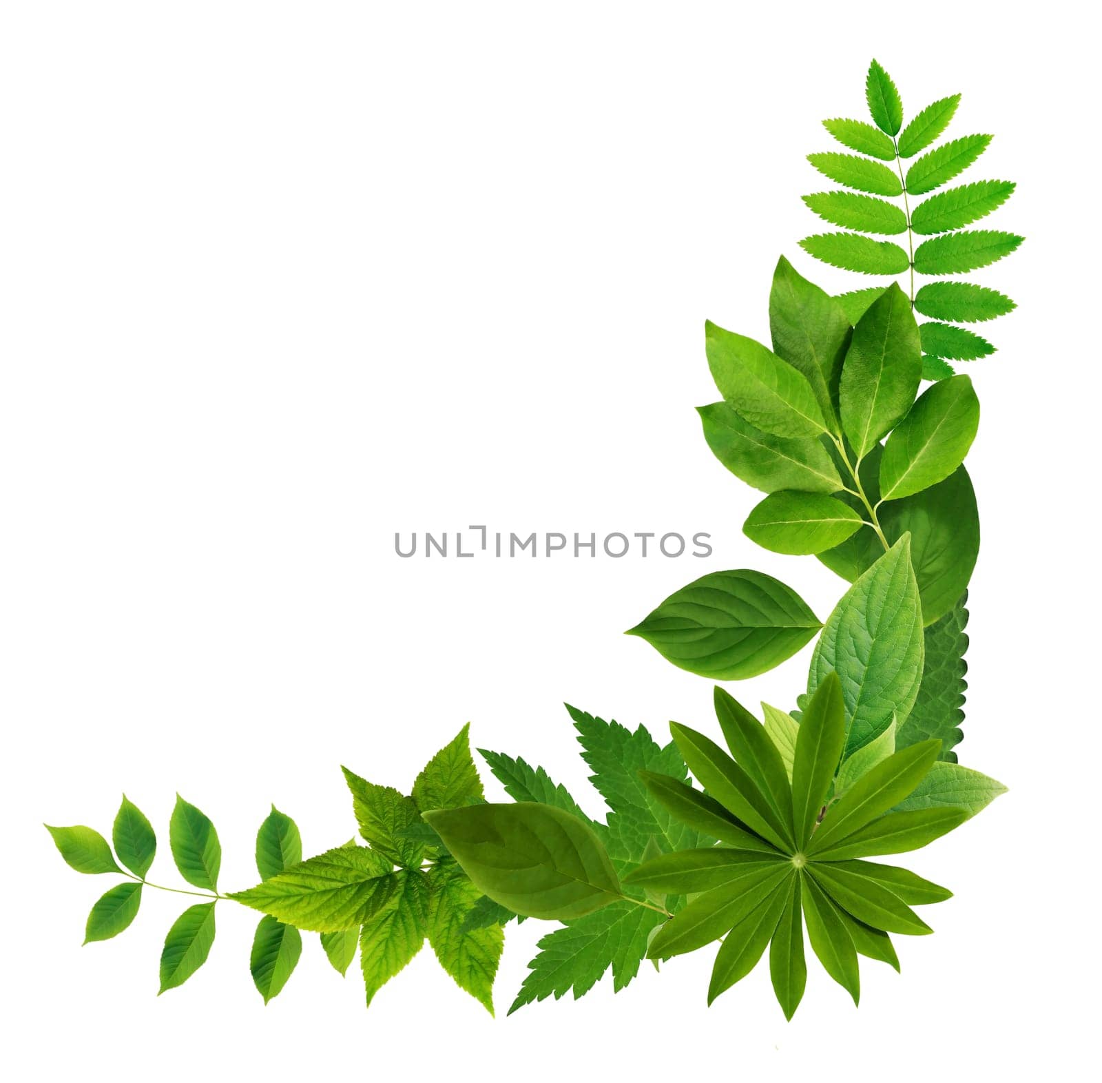 Ecology concept. Nice abstract freshness green leaves