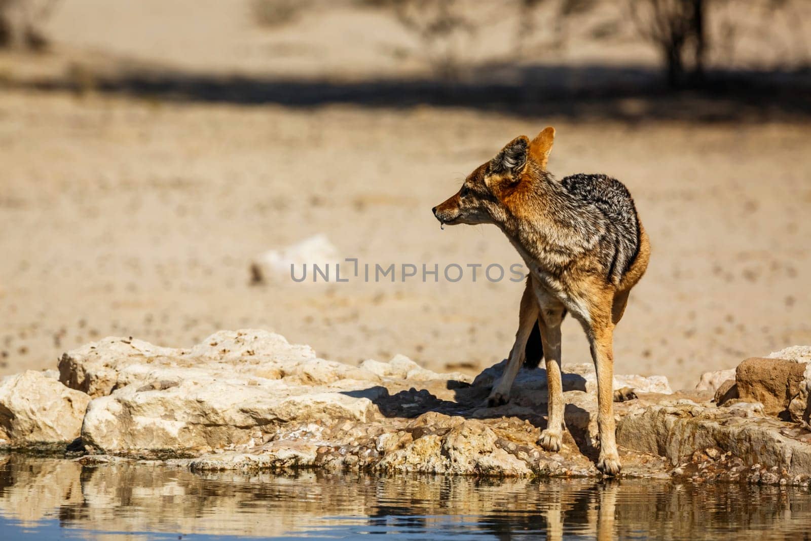 Black backed jackal in Kgalagadi transfrontier park, South Africa by PACOCOMO