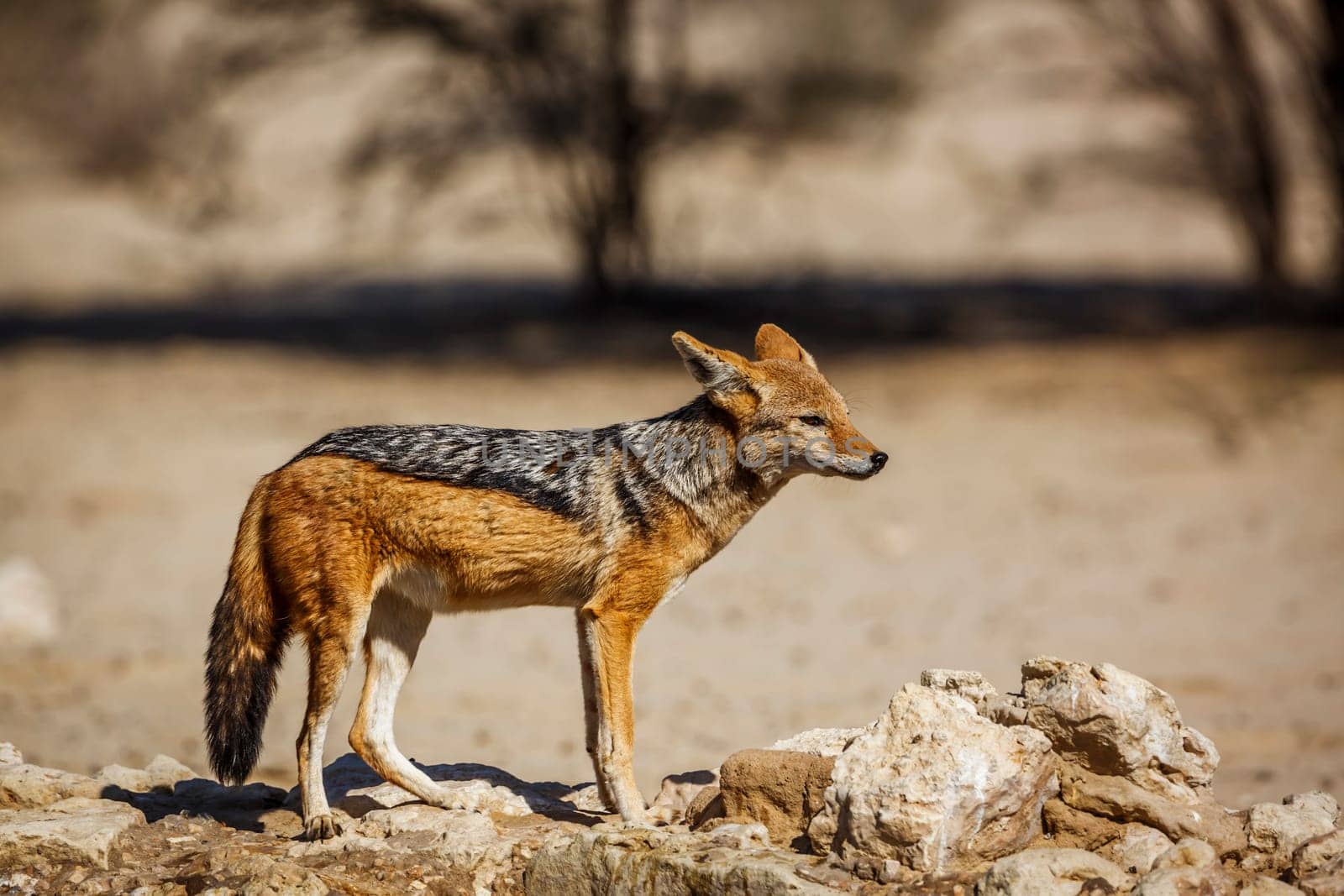 Black backed jackal in Kgalagadi transfrontier park, South Africa by PACOCOMO