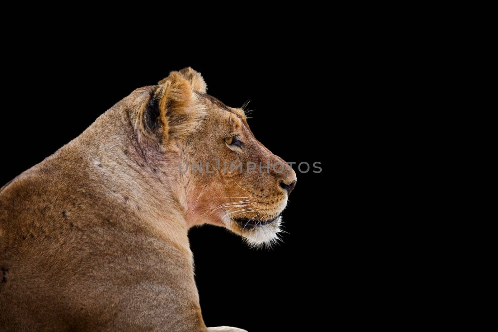 African lioness portrait isolated in white background in Kgalagadi transfrontier park, South Africa; Specie panthera leo family of felidae