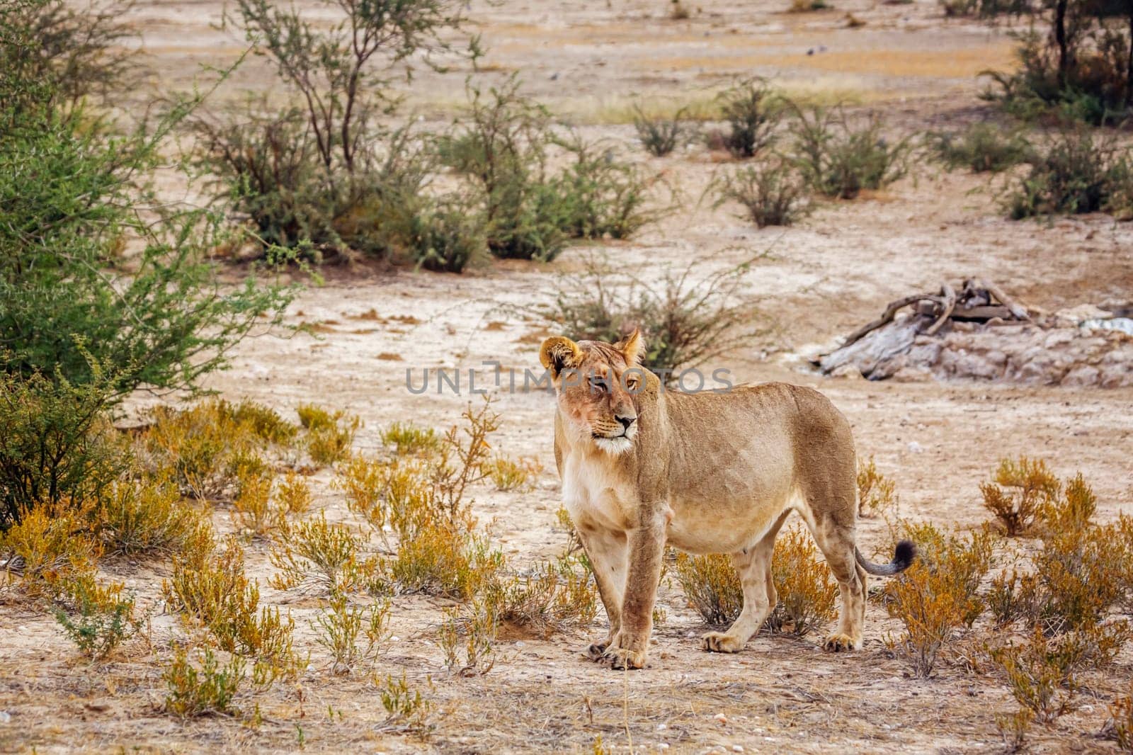 African lion in Kgalagadi transfrontier park, South Africa by PACOCOMO