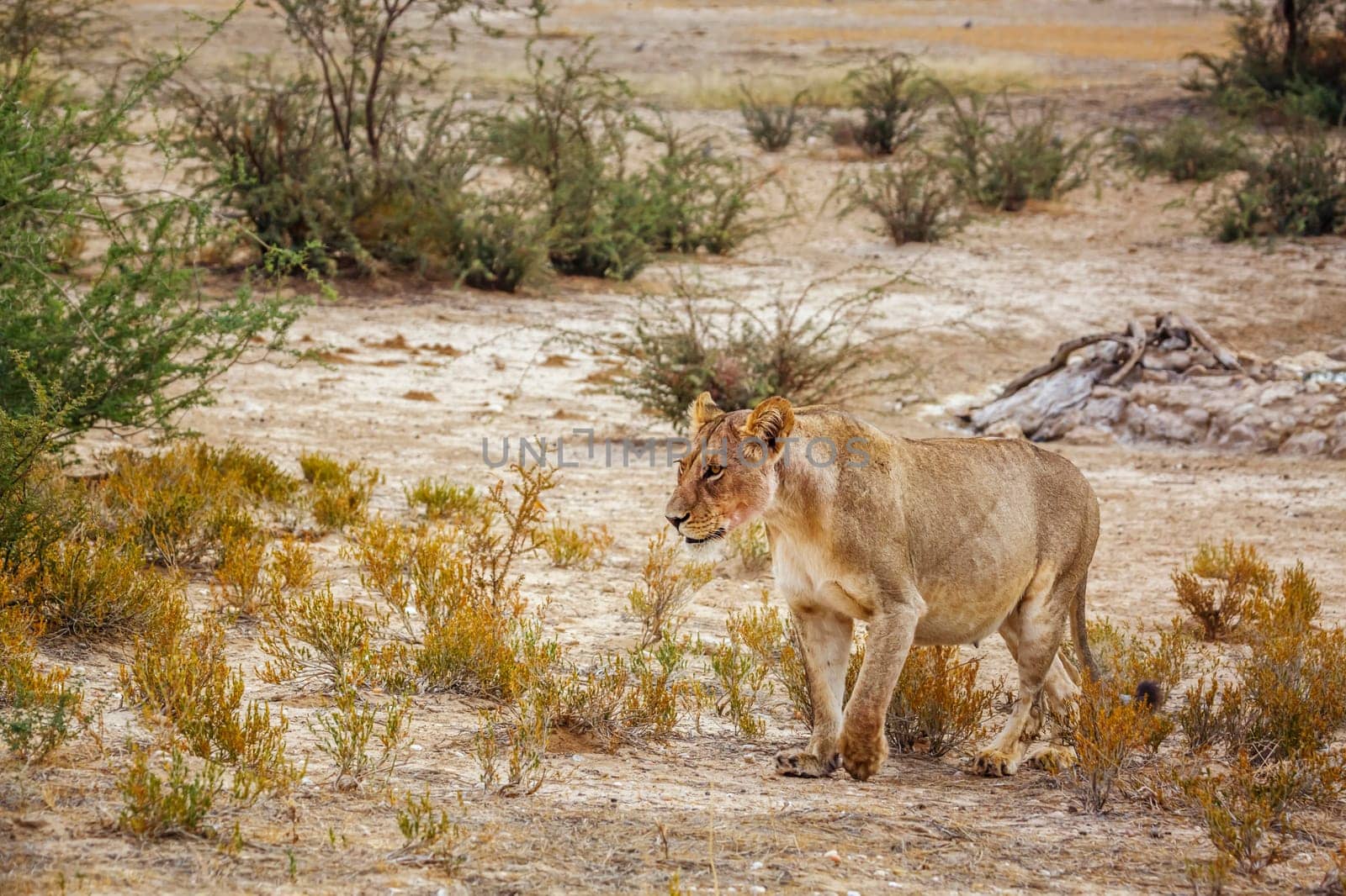 African lion in Kgalagadi transfrontier park, South Africa by PACOCOMO