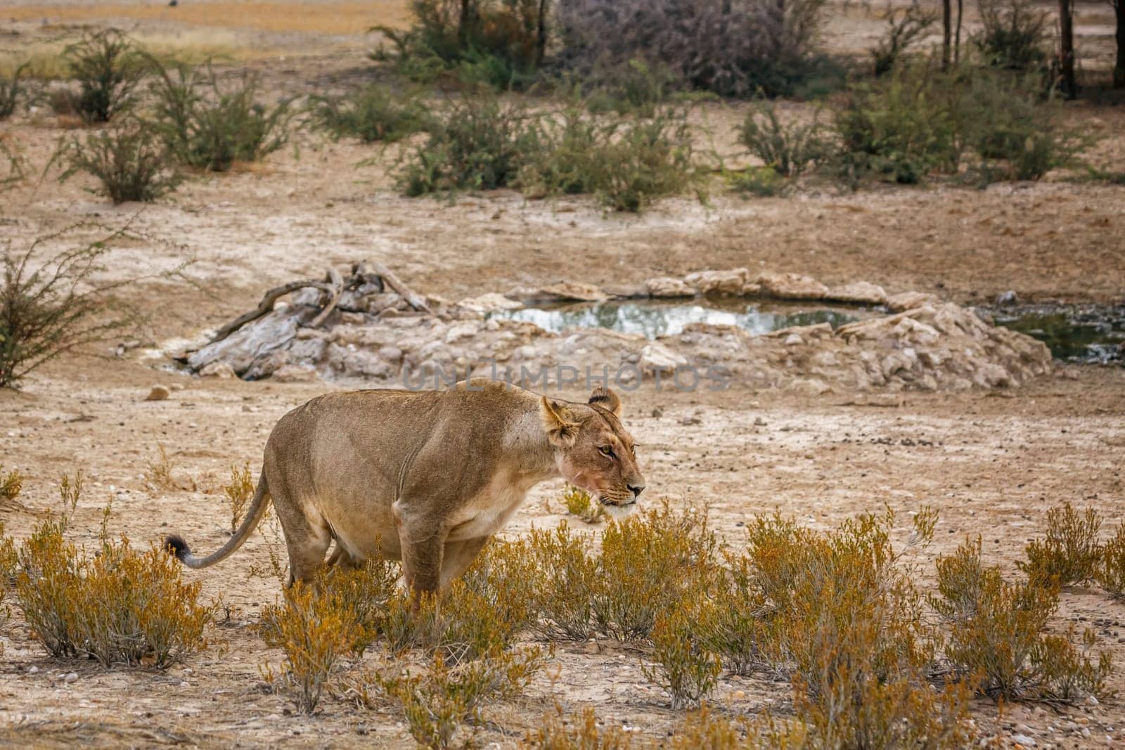 Pregnant African lioness urinating in Kgalagadi transfrontier park, South Africa; Specie panthera leo family of felidae