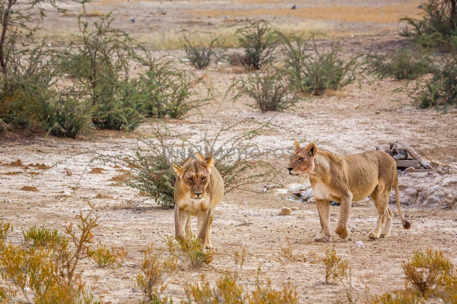 African lion in Kgalagadi transfrontier park, South Africa by PACOCOMO