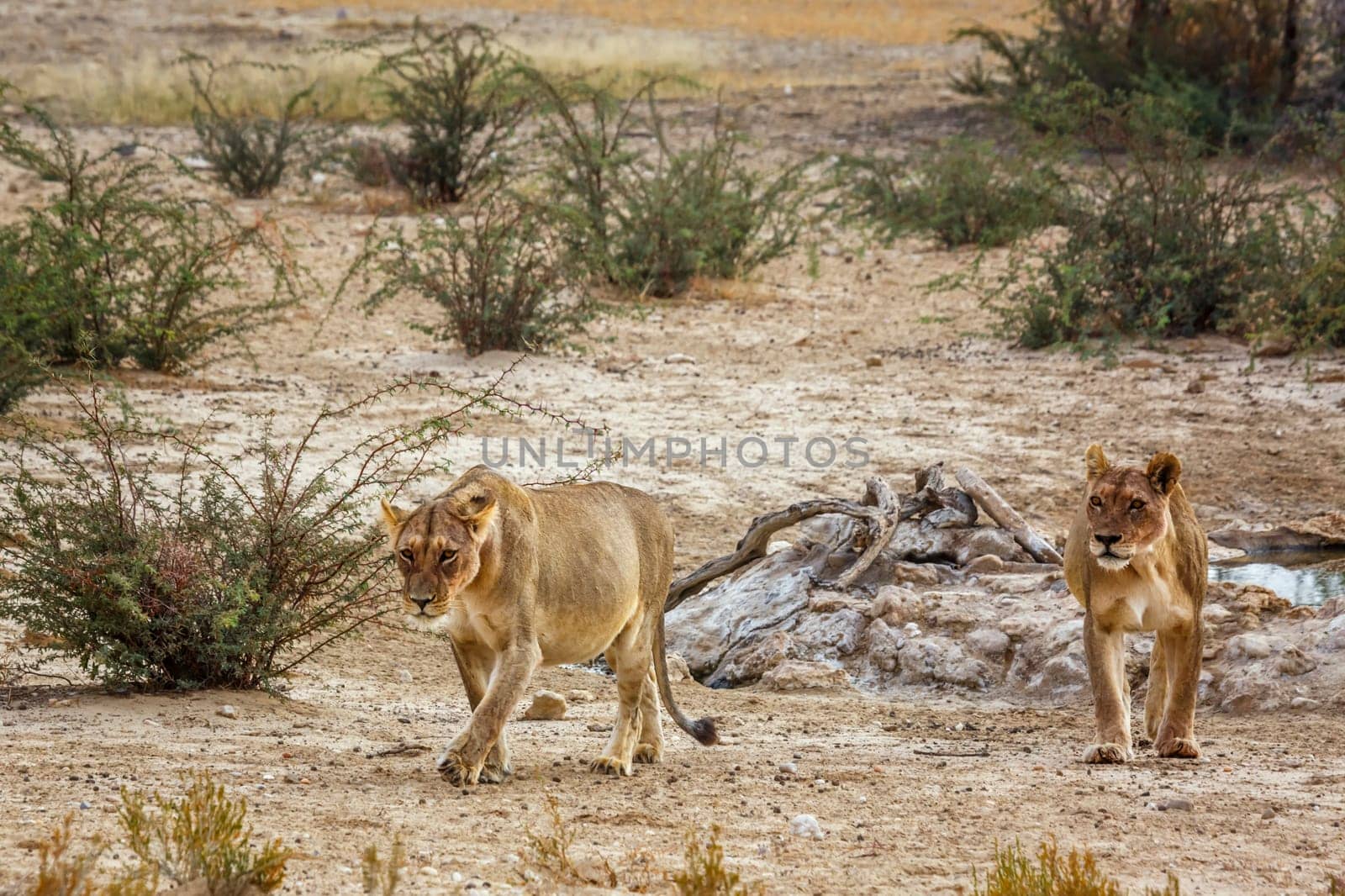 Two African lioness walking front view in dry land in Kgalagadi transfrontier park, South Africa; Specie panthera leo family of felidae