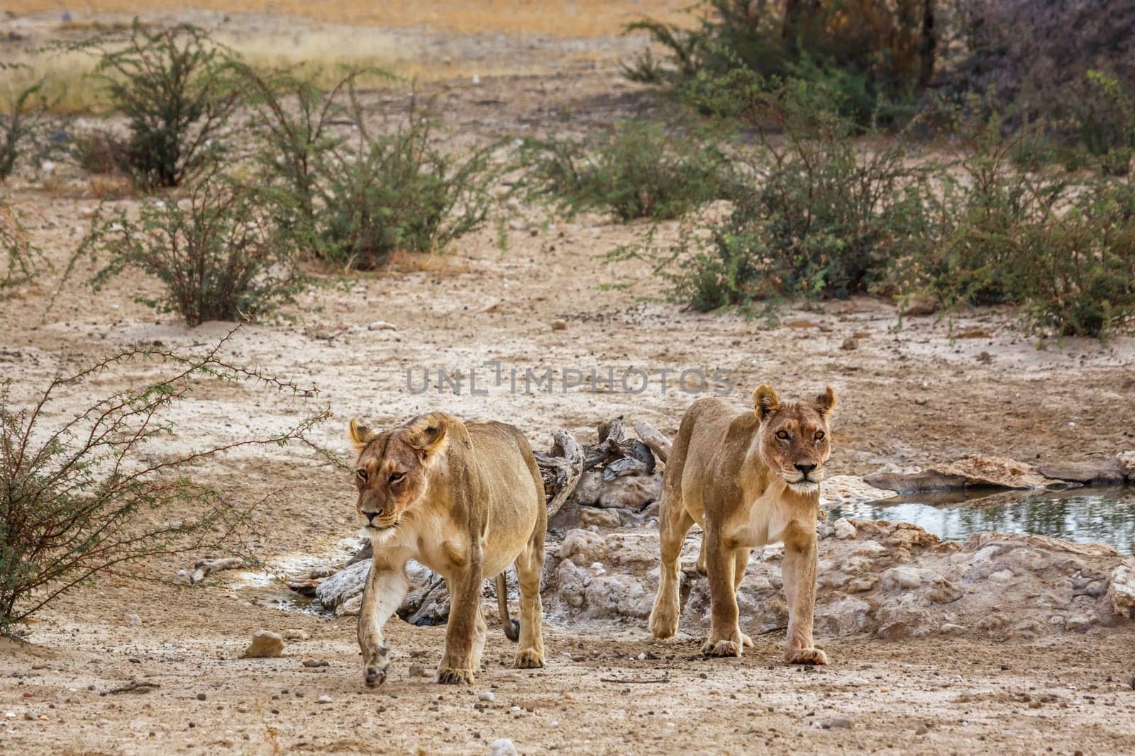 Two African lioness walking front view in dry land in Kgalagadi transfrontier park, South Africa; Specie panthera leo family of felidae