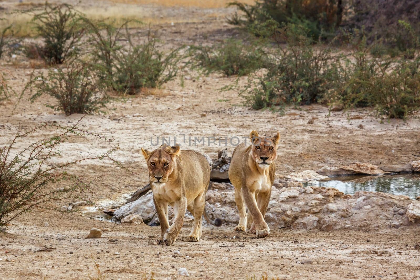 Two African lioness walking front view in dry land in Kgalagadi transfrontier park, South Africa; Specie panthera leo family of felidae