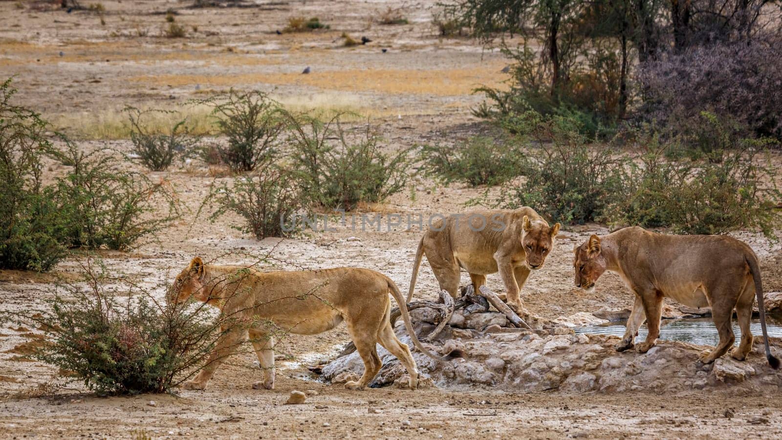 African lion in Kgalagadi transfrontier park, South Africa by PACOCOMO