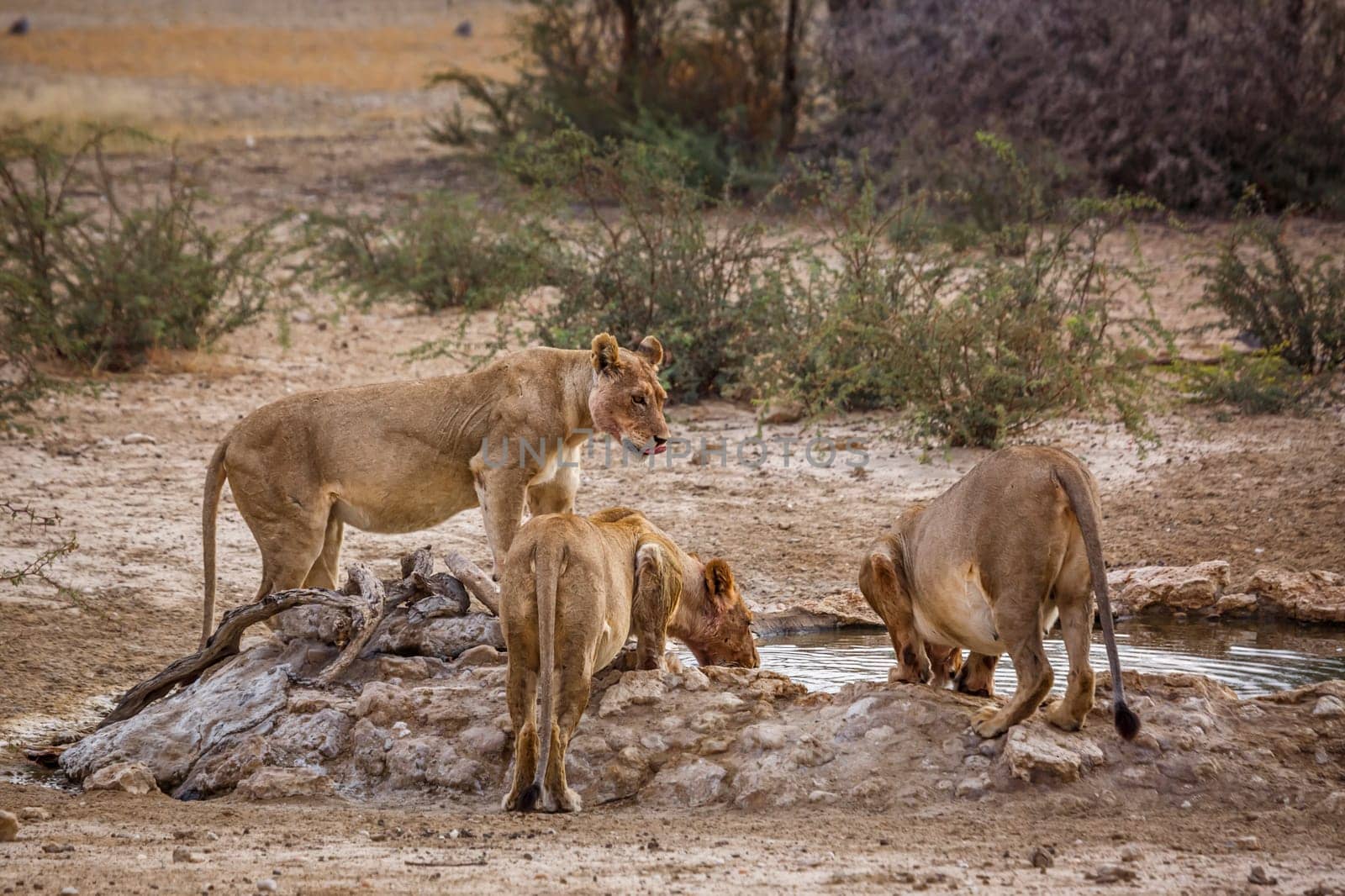 African lion in Kgalagadi transfrontier park, South Africa by PACOCOMO