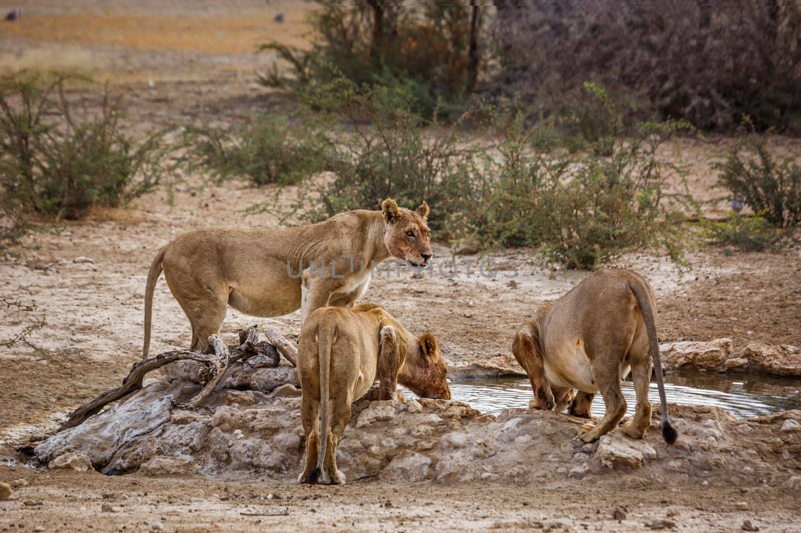 African lion in Kgalagadi transfrontier park, South Africa by PACOCOMO