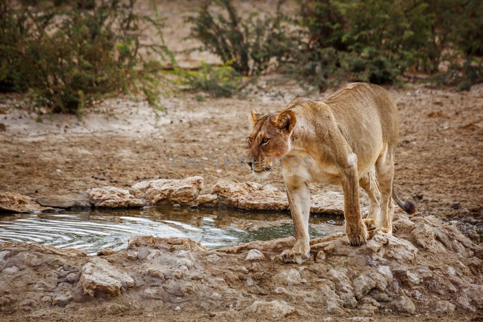 African lion in Kgalagadi transfrontier park, South Africa by PACOCOMO