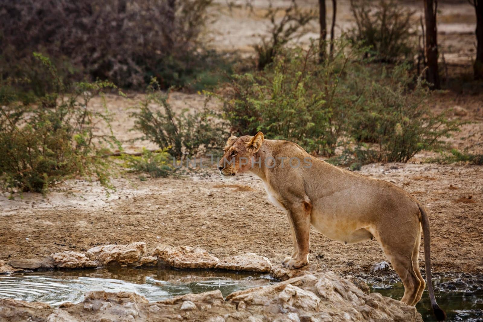 African lioness standing in waterhole in Kgalagadi transfrontier park, South Africa; Specie panthera leo family of felidae