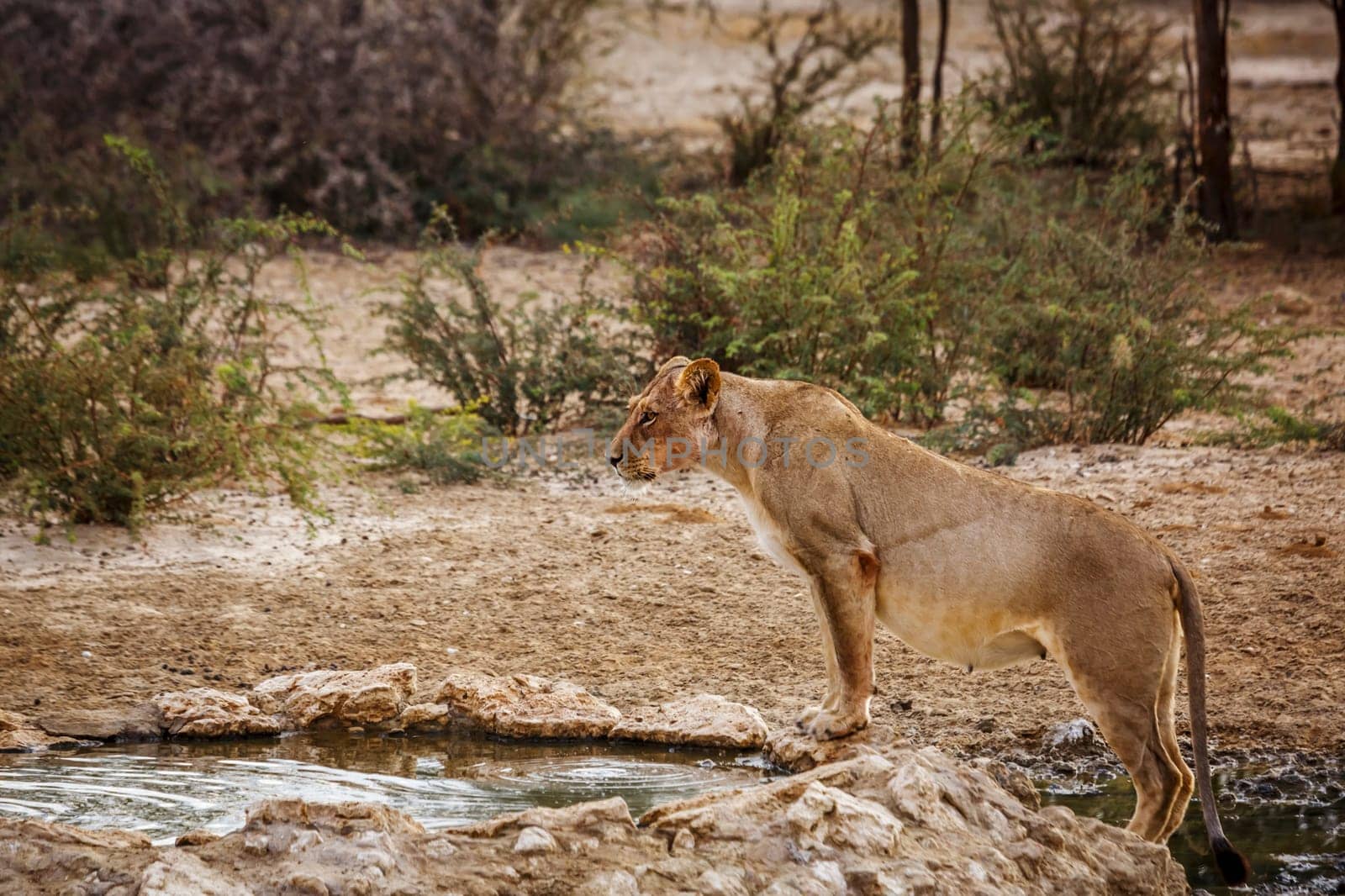 African lion in Kgalagadi transfrontier park, South Africa by PACOCOMO