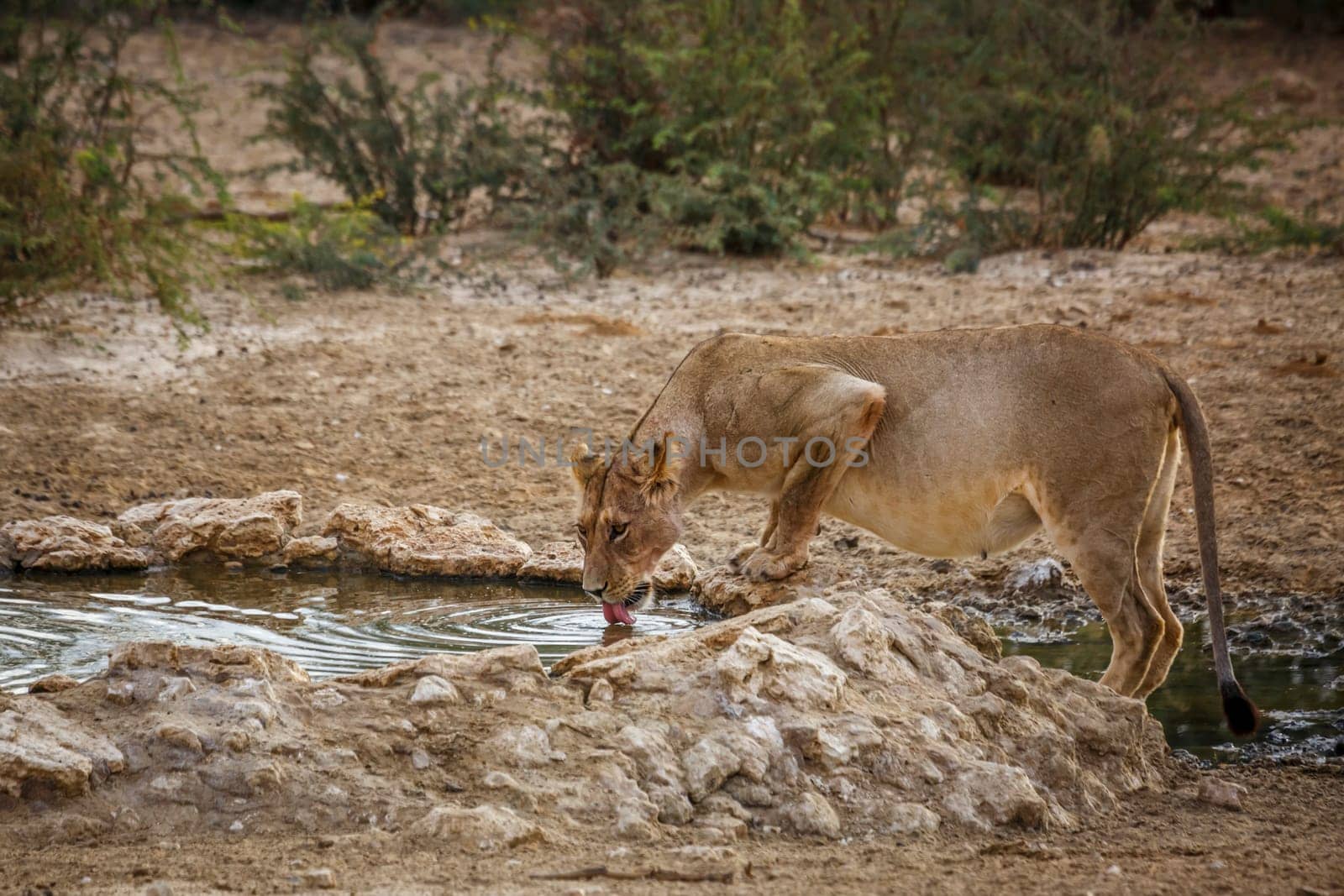 African lion in Kgalagadi transfrontier park, South Africa by PACOCOMO