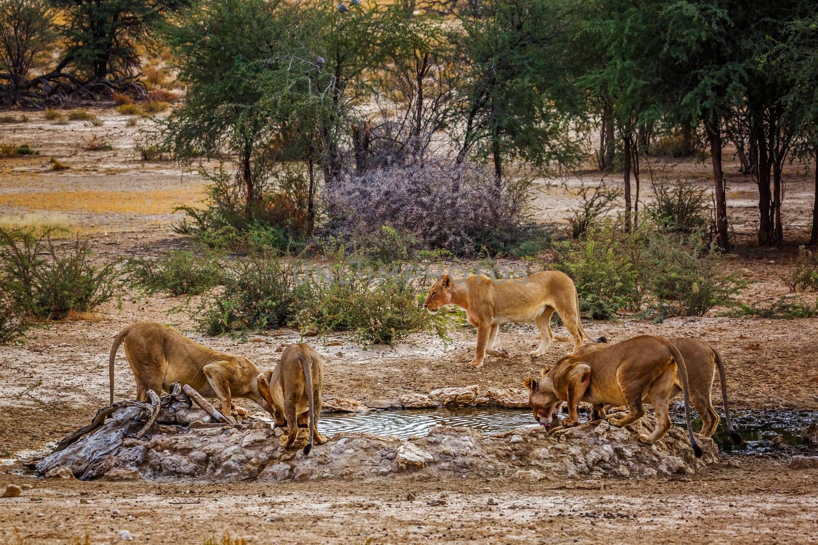 Five African lioness drinking in waterhole in Kgalagadi transfrontier park, South Africa; Specie panthera leo family of felidae