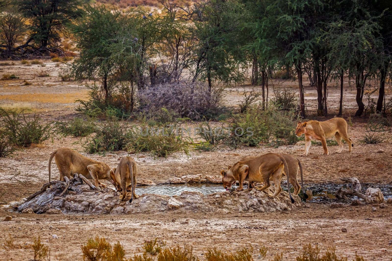 African lion in Kgalagadi transfrontier park, South Africa by PACOCOMO