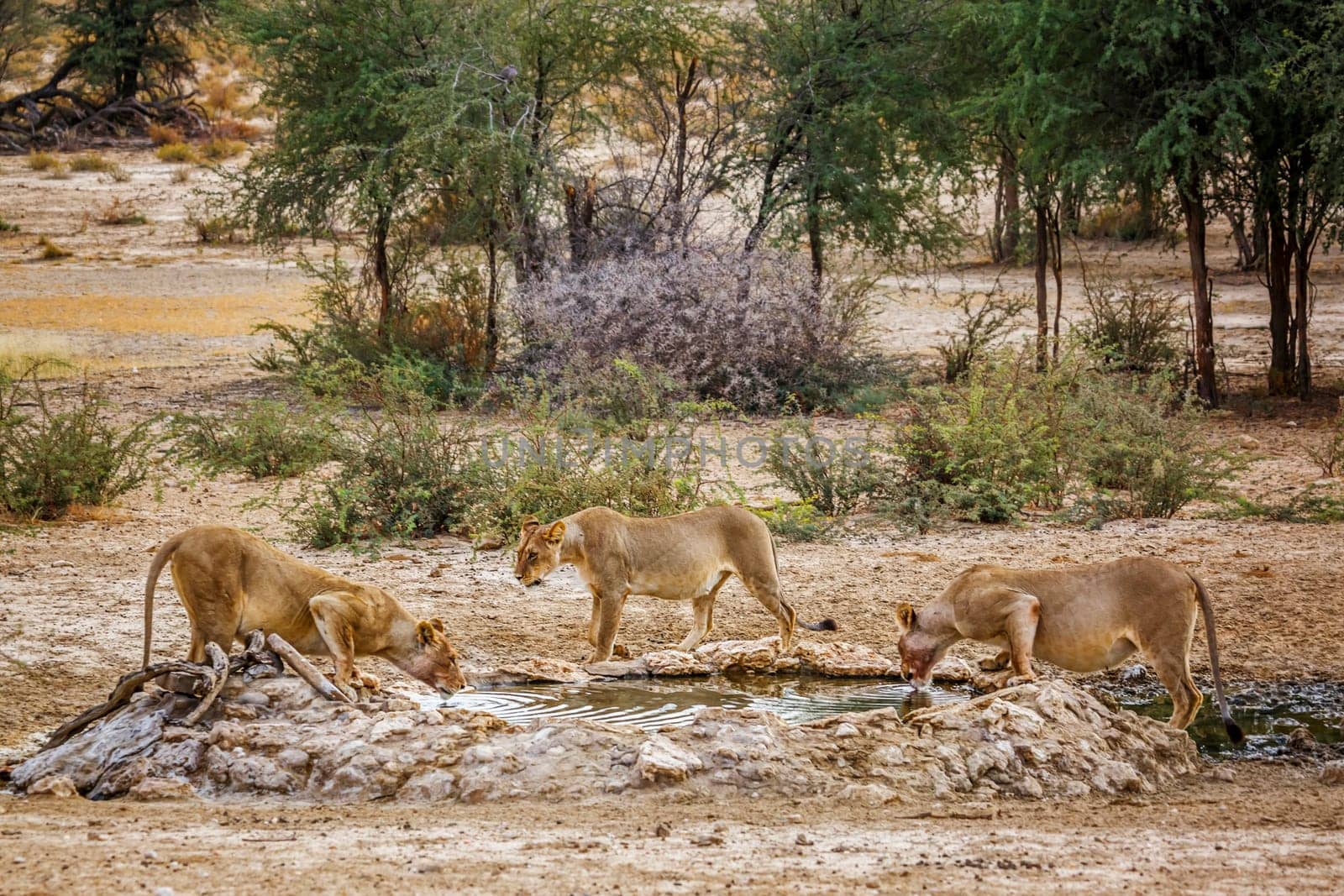 African lion in Kgalagadi transfrontier park, South Africa by PACOCOMO