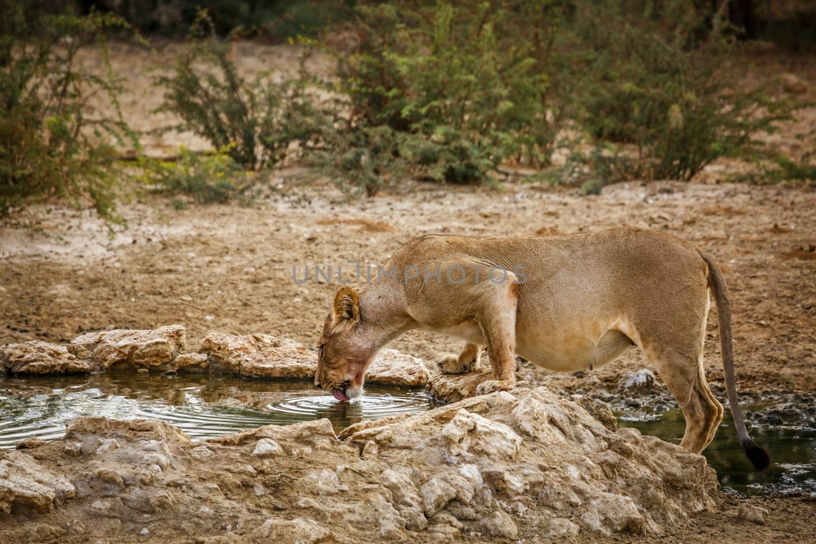 African lioness drinking in waterhole in Kgalagadi transfrontier park, South Africa; Specie panthera leo family of felidae