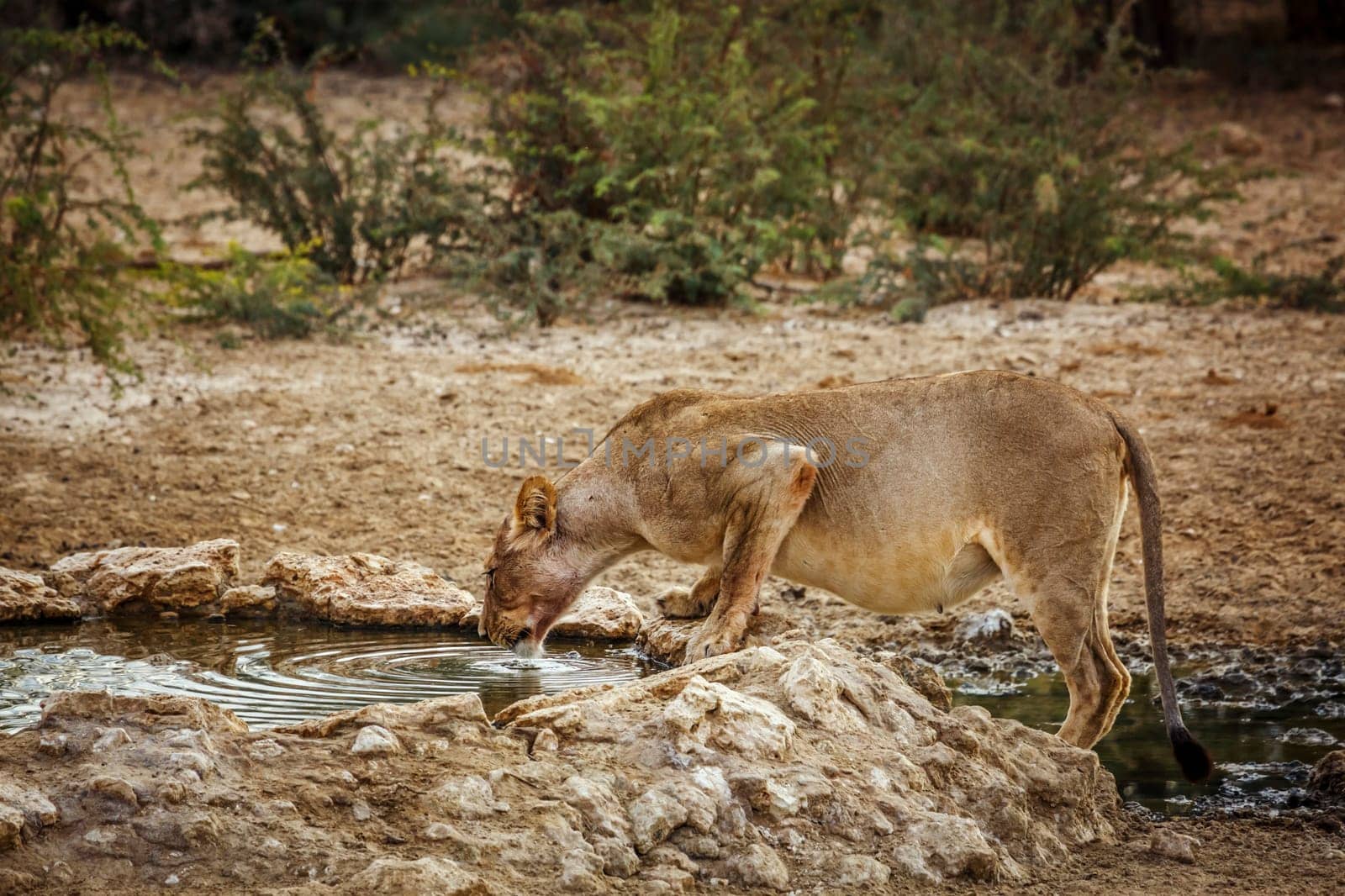 African lion in Kgalagadi transfrontier park, South Africa by PACOCOMO