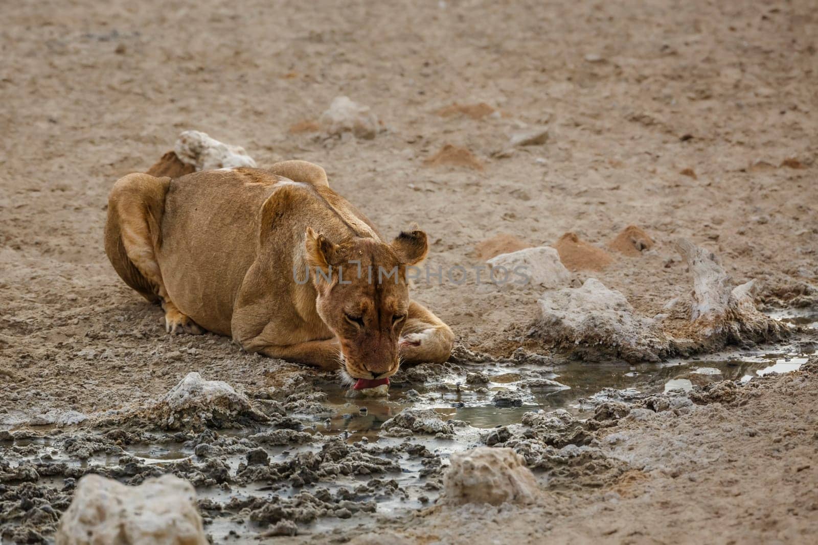 African lioness drinking in waterhole in Kgalagadi transfrontier park, South Africa; Specie panthera leo family of felidae