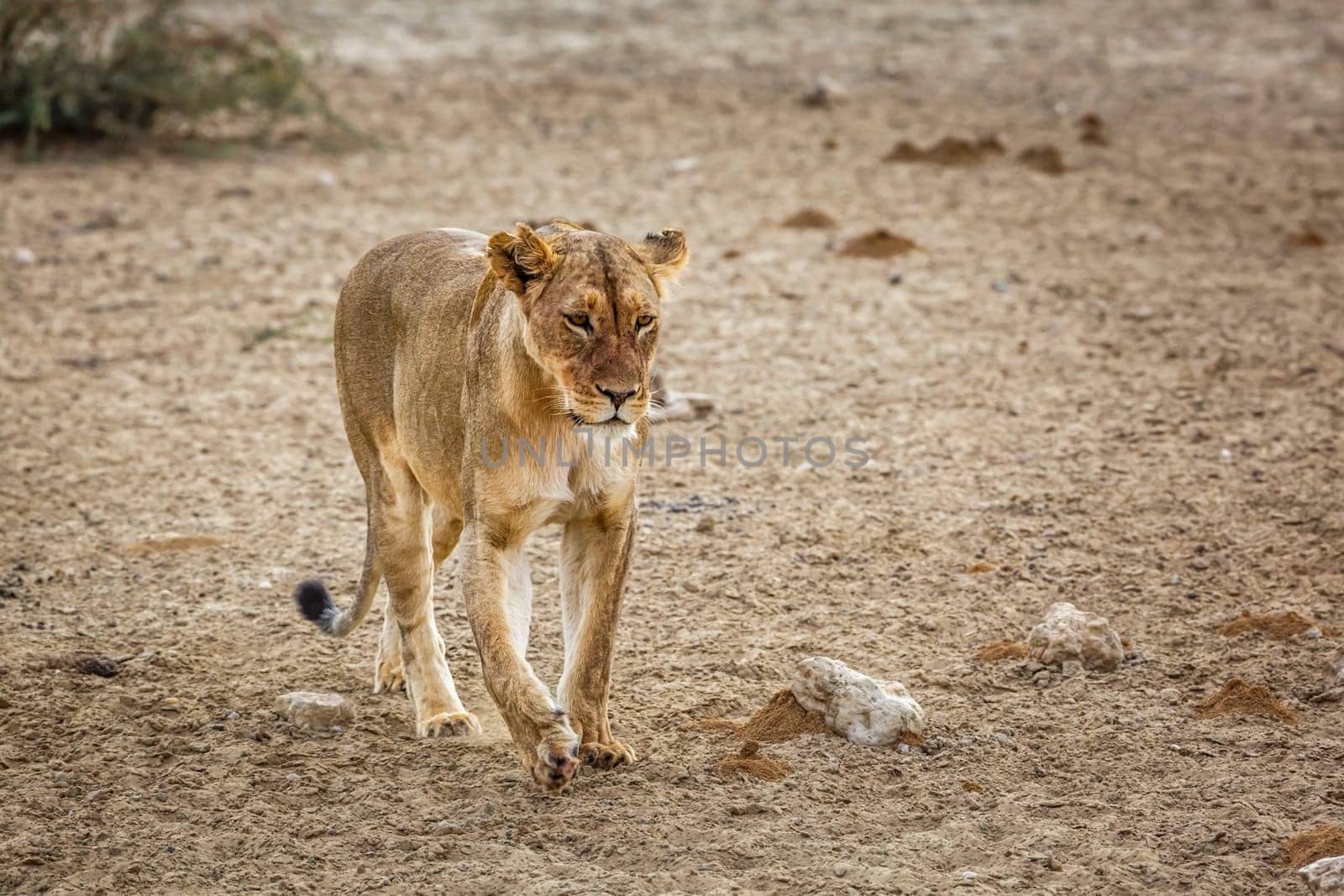 African lioness walking front view in dry land in Kgalagadi transfrontier park, South Africa; Specie panthera leo family of felidae