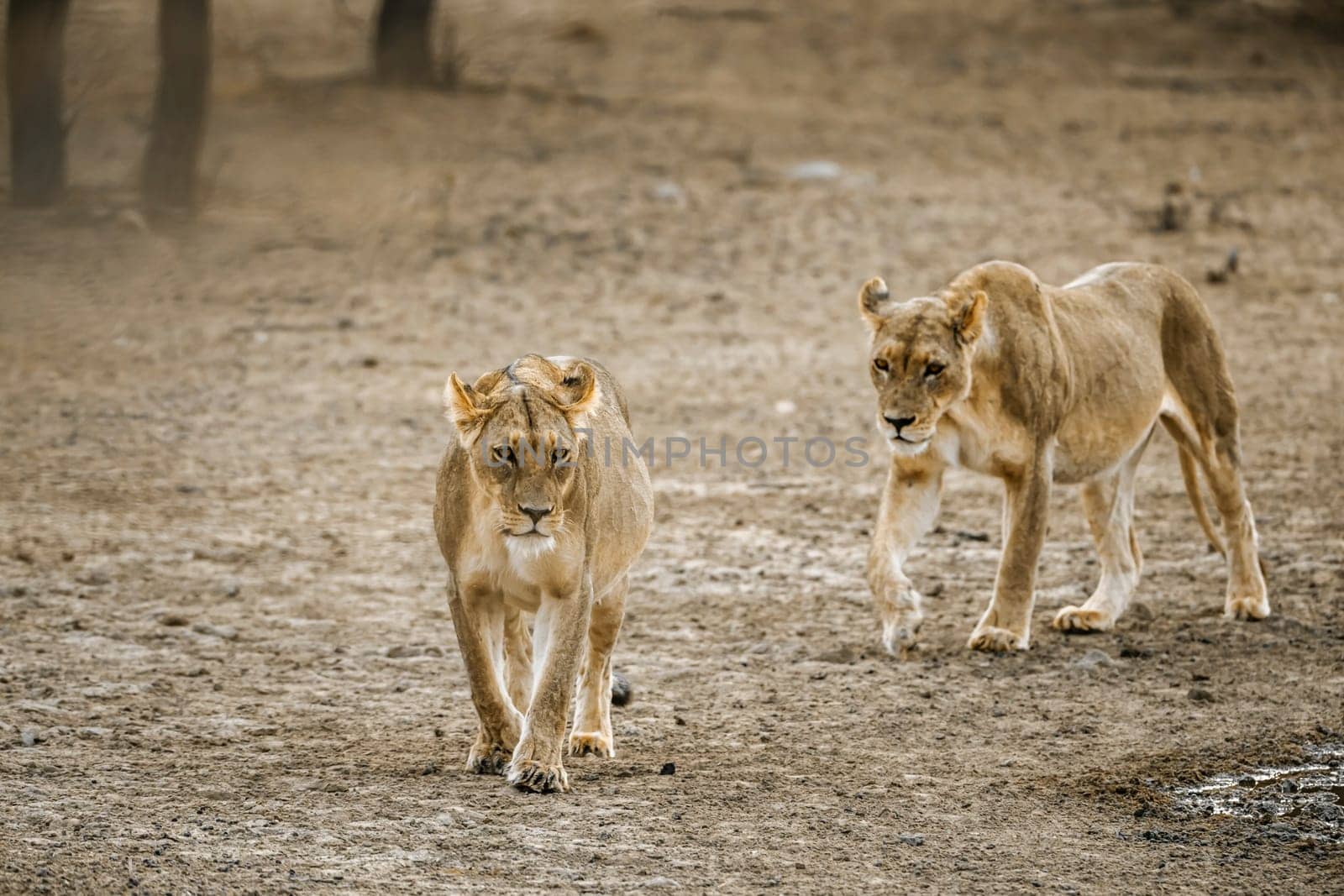 Two African lioness walking front view in dry land in Kgalagadi transfrontier park, South Africa; Specie panthera leo family of felidae