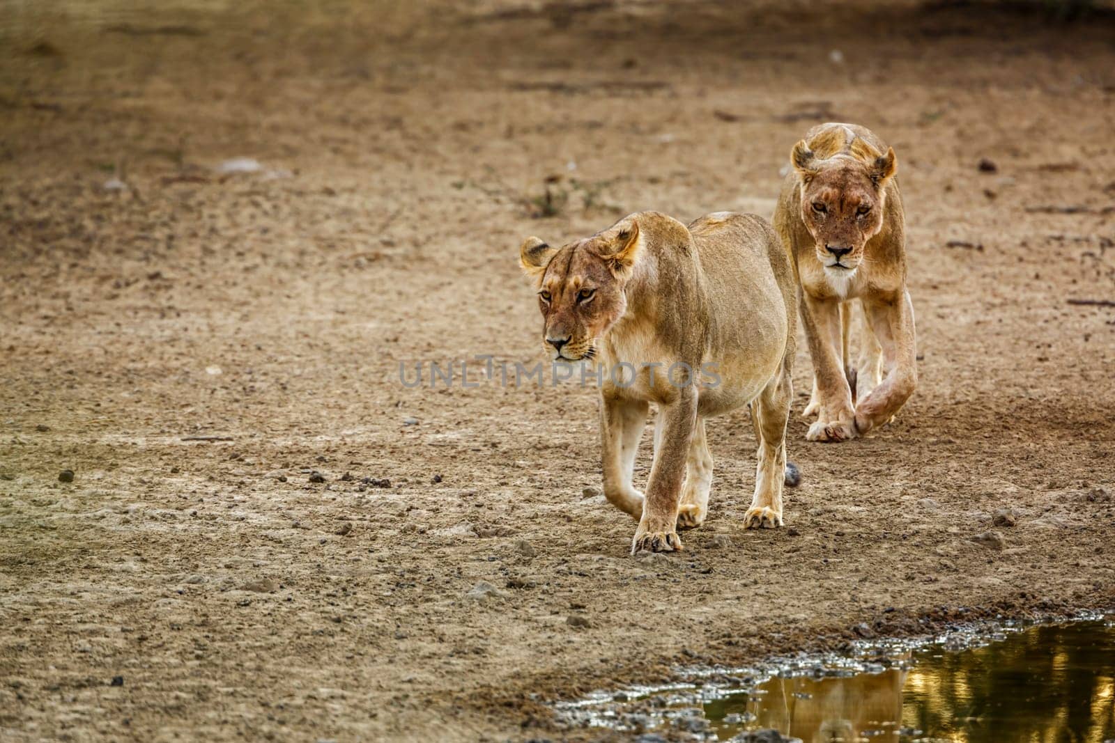 African lion in Kgalagadi transfrontier park, South Africa by PACOCOMO