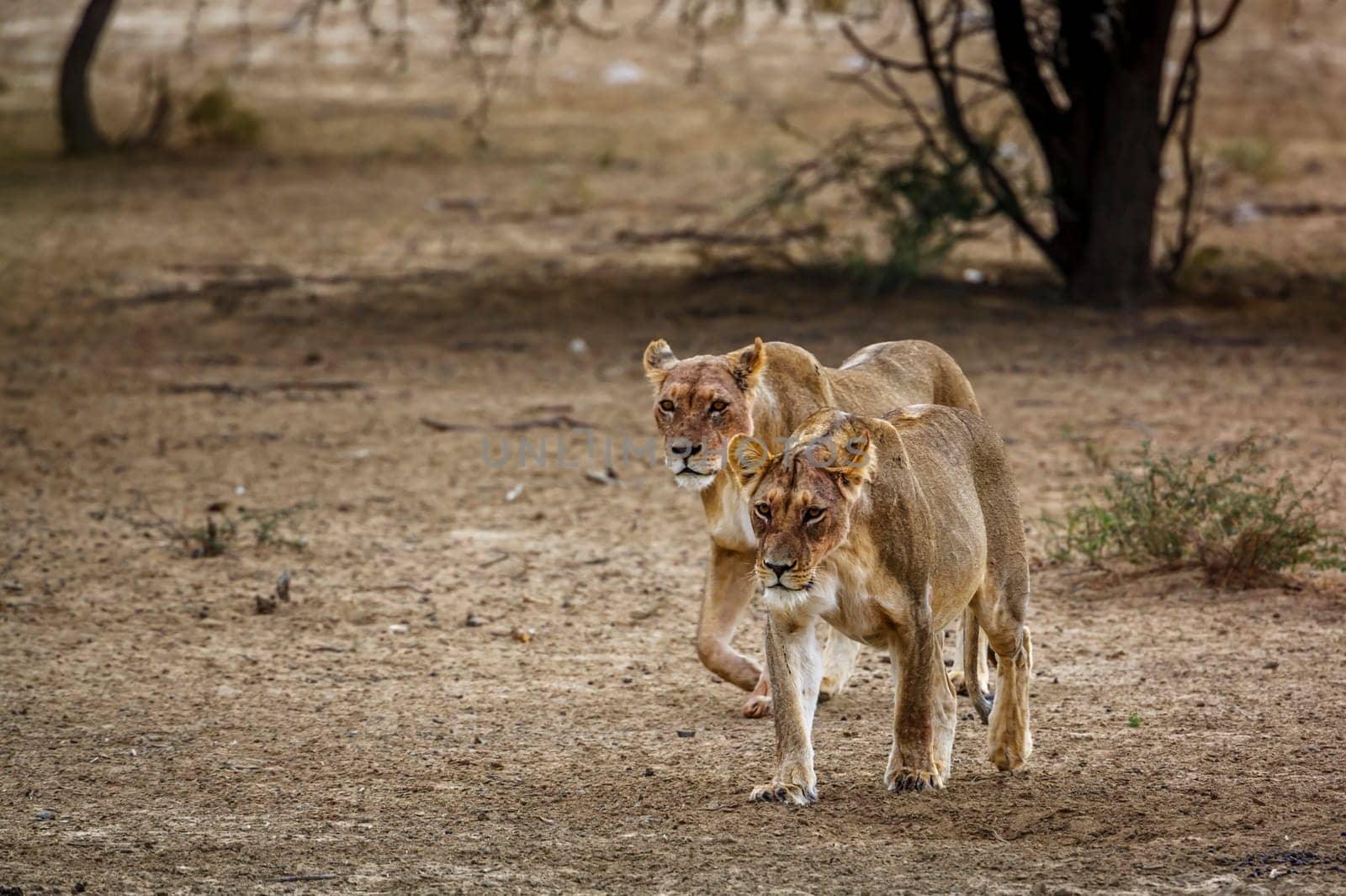 African lion in Kgalagadi transfrontier park, South Africa by PACOCOMO