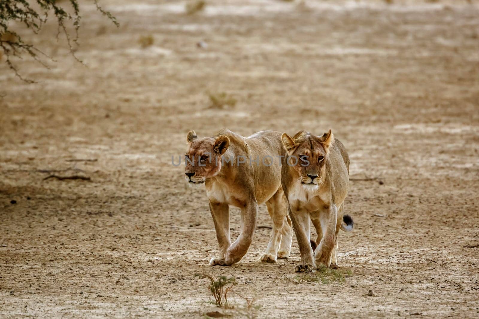 Two African lioness walking front view in dry land in Kgalagadi transfrontier park, South Africa; Specie panthera leo family of felidae