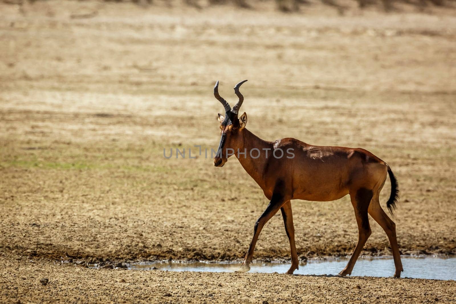 Hartebeest walking along waterhole in Kgalagadi transfrontier park, South Africa; specie Alcelaphus buselaphus family of Bovidae