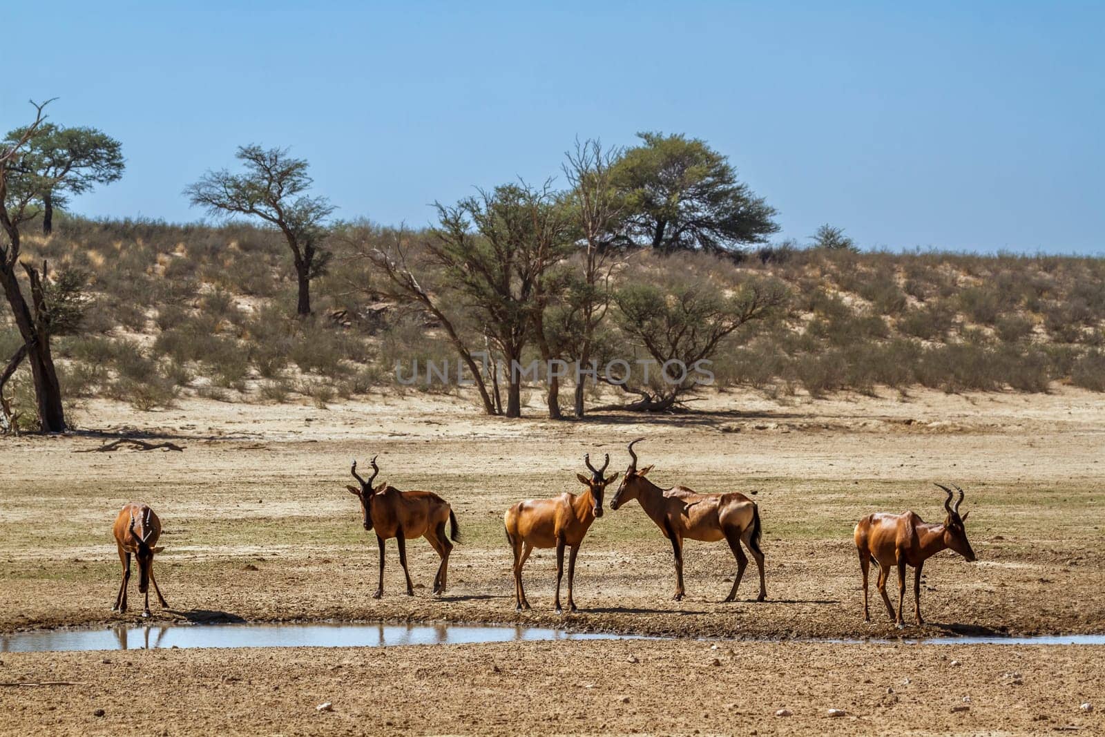 Small group of Hartebeest in waterhole in Kgalagadi transfrontier park, South Africa; specie Alcelaphus buselaphus family of Bovidae