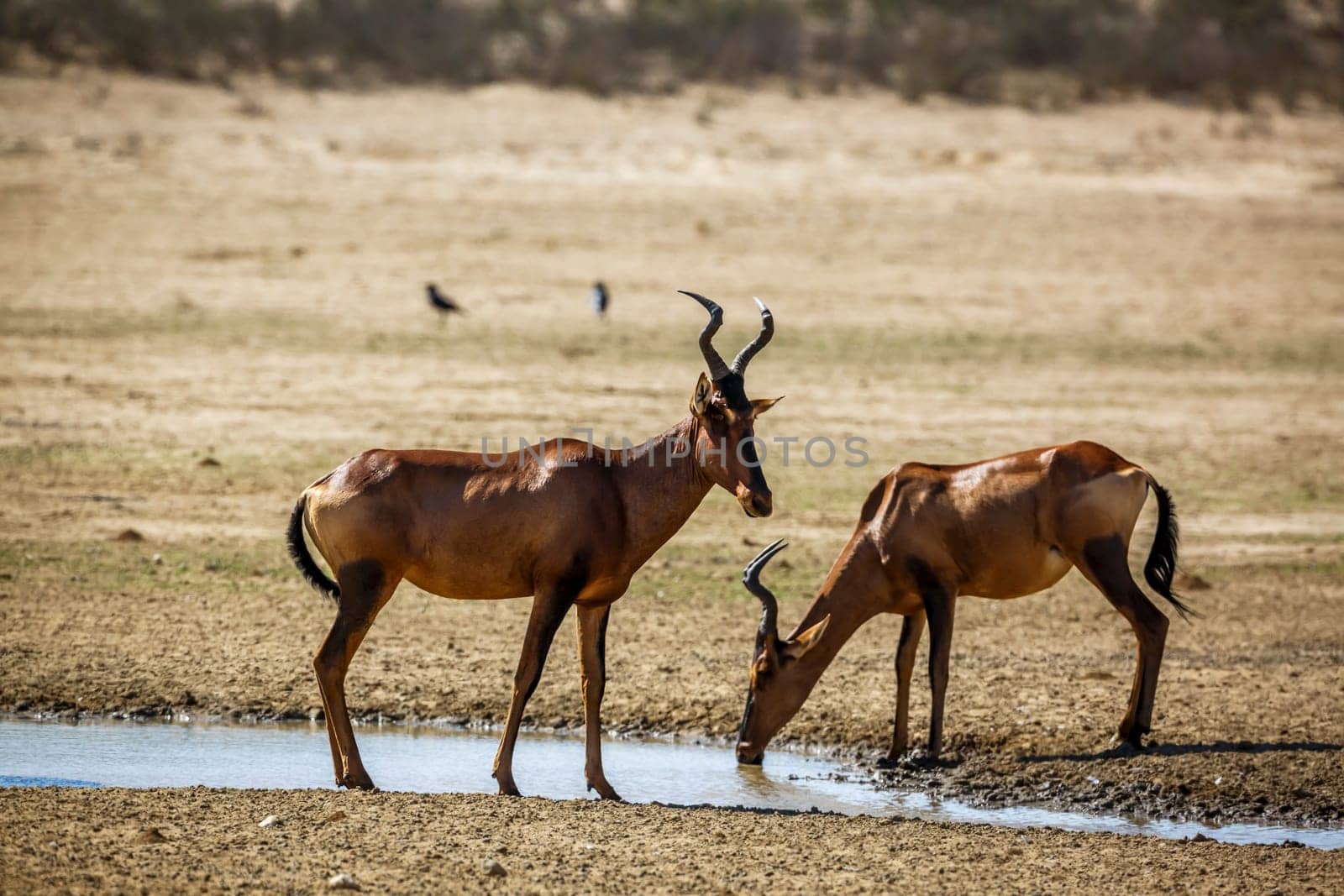 Two Hartebeest drinking at waterhole in Kgalagadi transfrontier park, South Africa; specie Alcelaphus buselaphus family of Bovidae