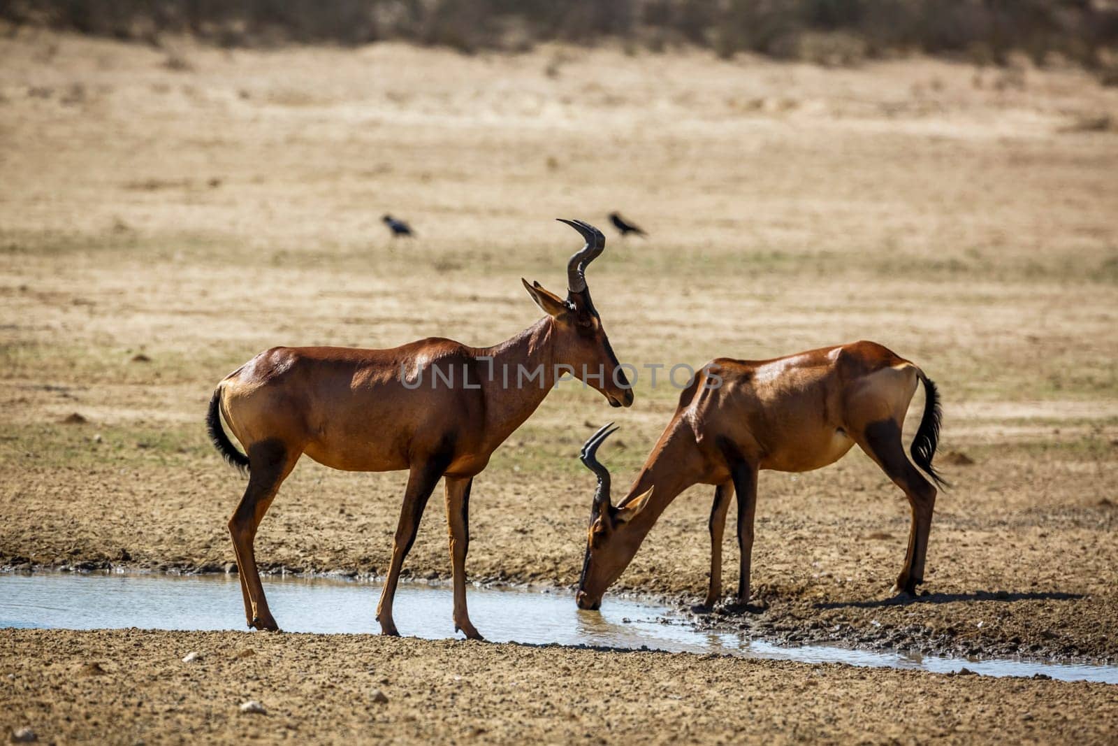 Red hartebeest in Kgalagadi transfrontier park, South Africa by PACOCOMO