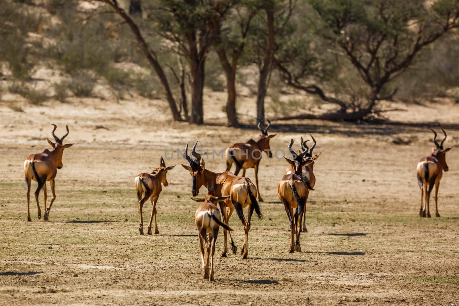 Red hartebeest in Kgalagadi transfrontier park, South Africa by PACOCOMO