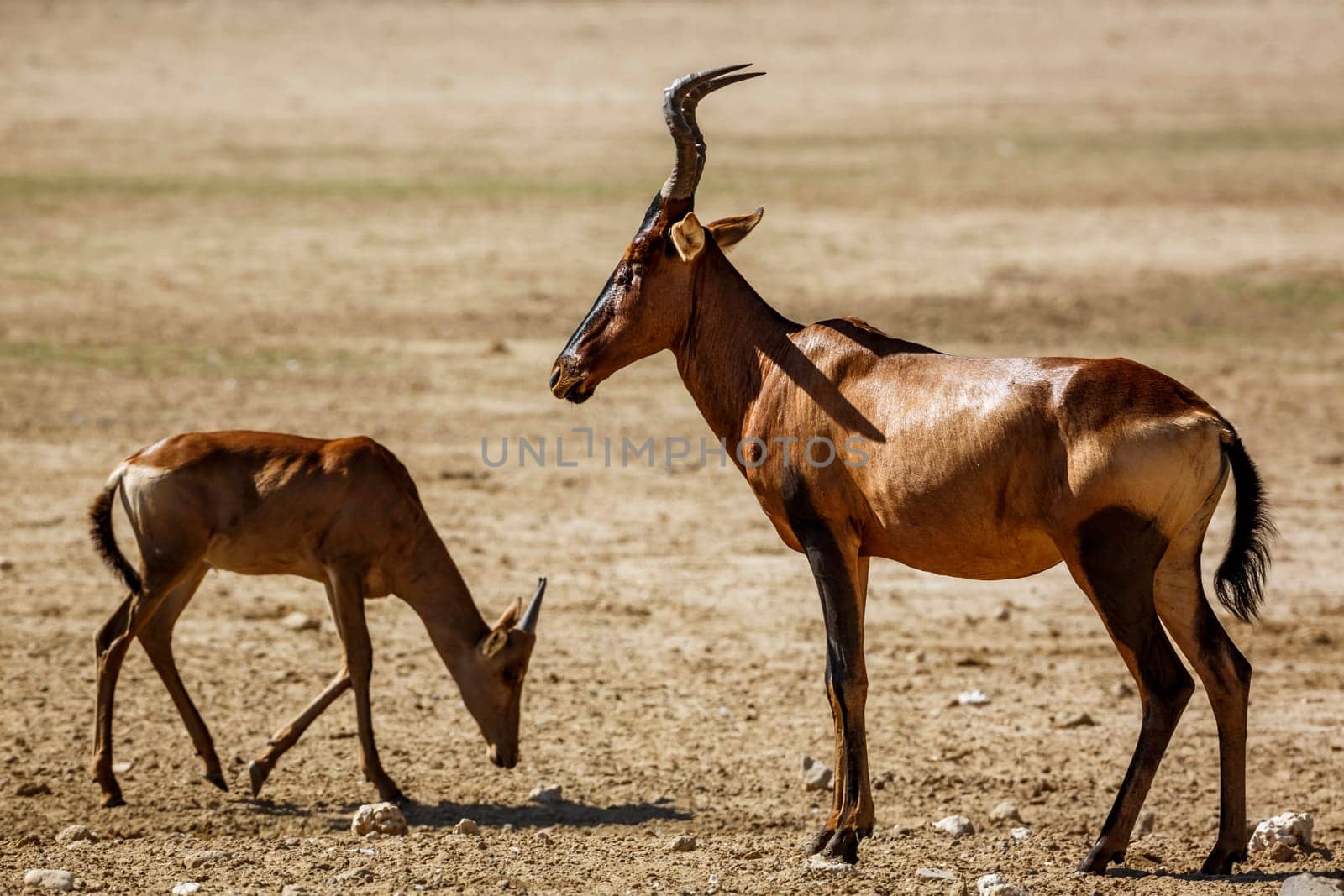 Red hartebeest in Kgalagadi transfrontier park, South Africa by PACOCOMO