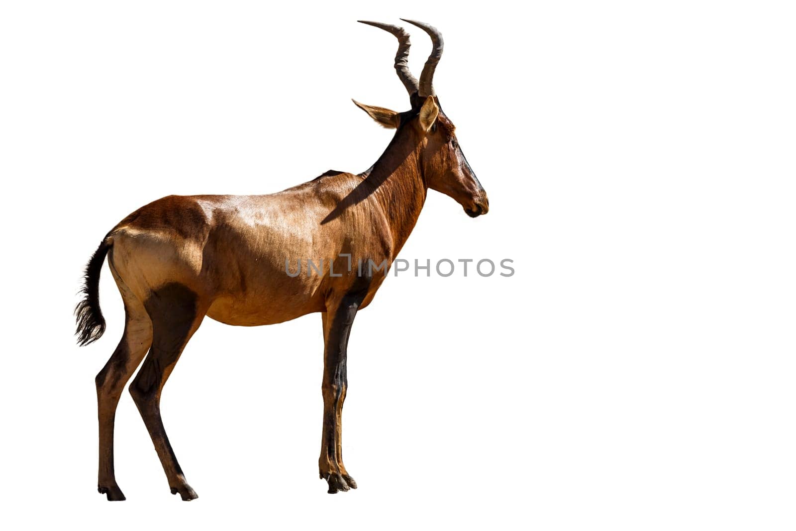 Hartebeest isolated in white background in Kgalagadi transfrontier park, South Africa; specie Alcelaphus buselaphus family of Bovidae