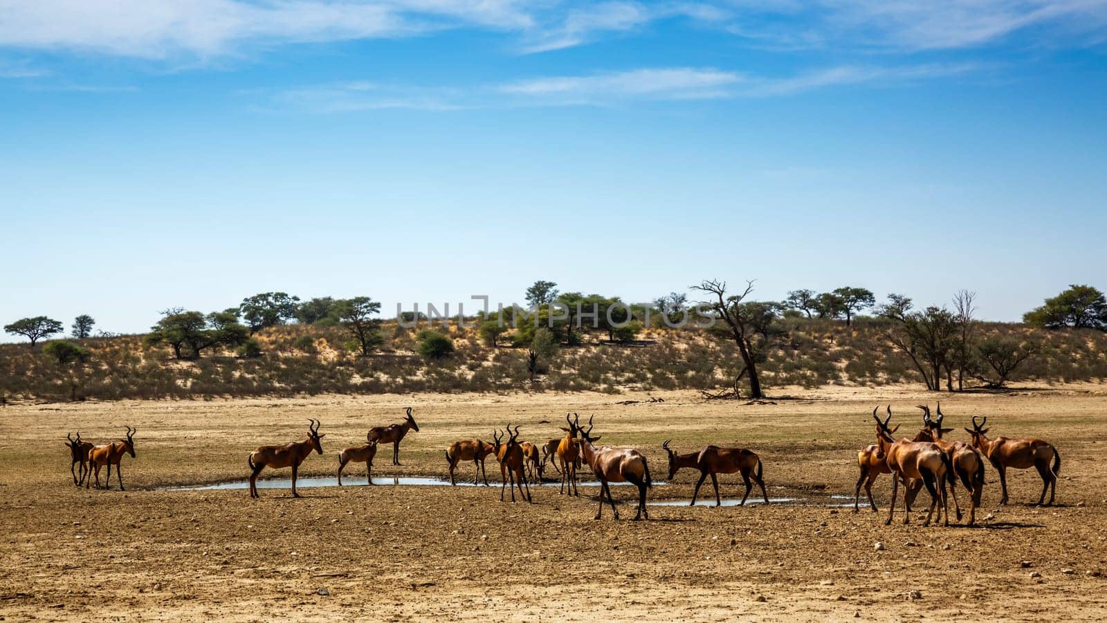 Herd of Hartebeest drinking at waterhole in Kgalagadi transfrontier park, South Africa; specie Alcelaphus buselaphus family of Bovidae