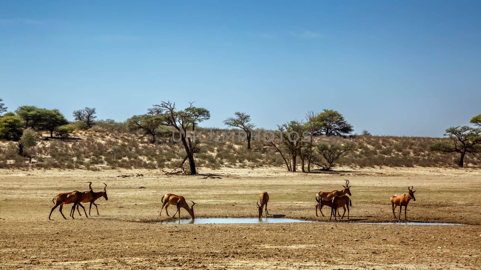 Small group of Hartebeest drinking at waterhole in Kgalagadi transfrontier park, South Africa; specie Alcelaphus buselaphus family of Bovidae