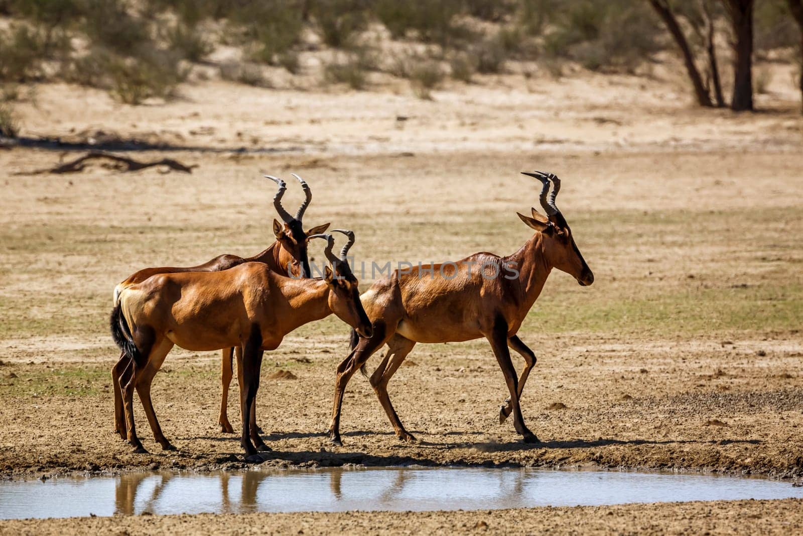 Red hartebeest in Kgalagadi transfrontier park, South Africa by PACOCOMO