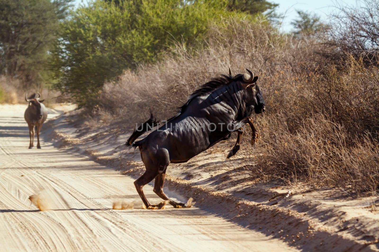 Blue wildebeest in Kgalagadi transfrontier park, South Africa by PACOCOMO