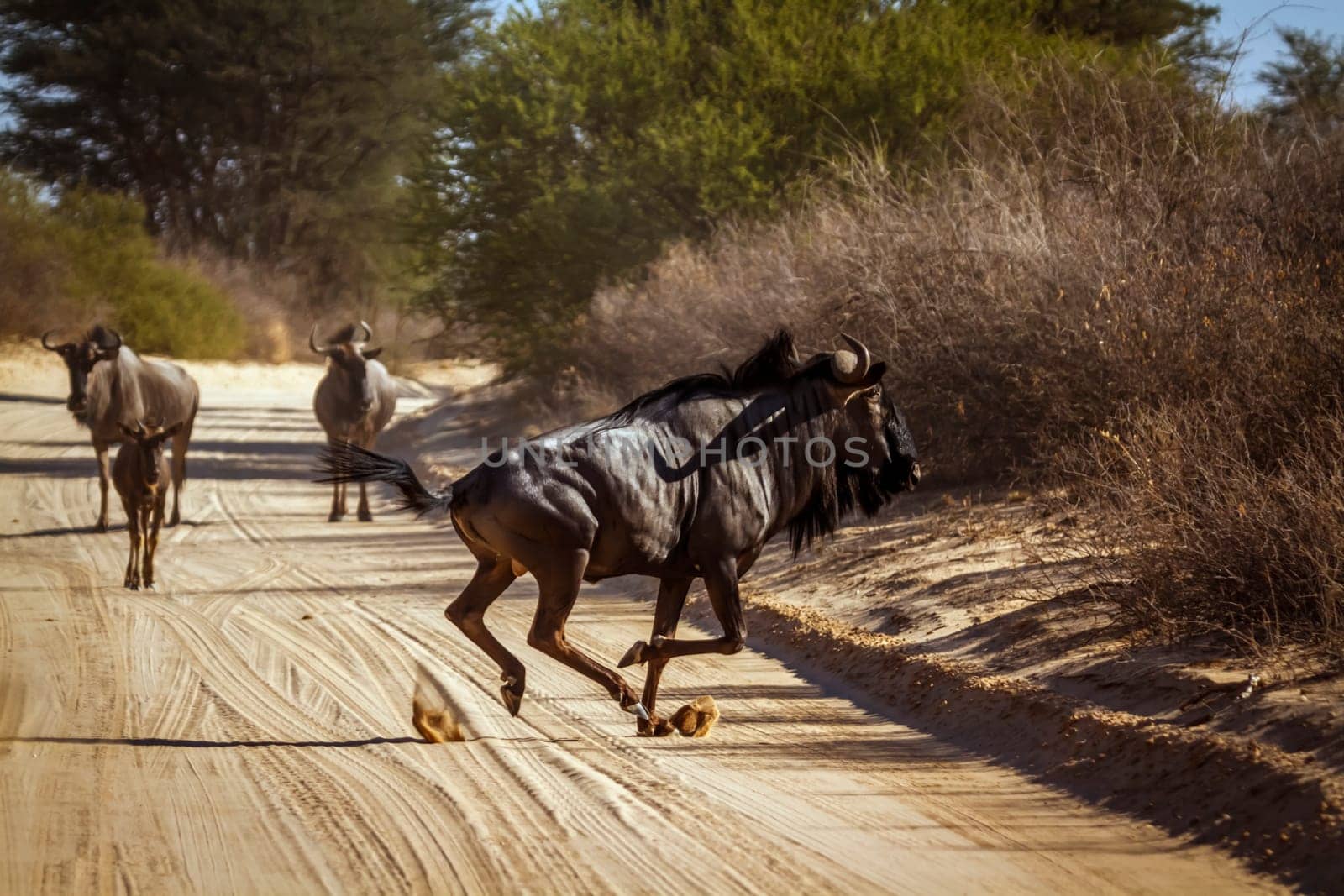 Blue wildebeest in Kgalagadi transfrontier park, South Africa by PACOCOMO