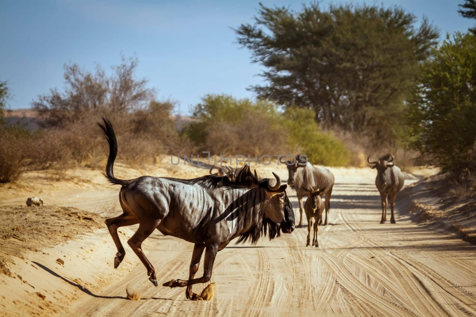 Blue wildebeest running crossing safari road in Kgalagadi transfrontier park, South Africa ; Specie Connochaetes taurinus family of Bovidae