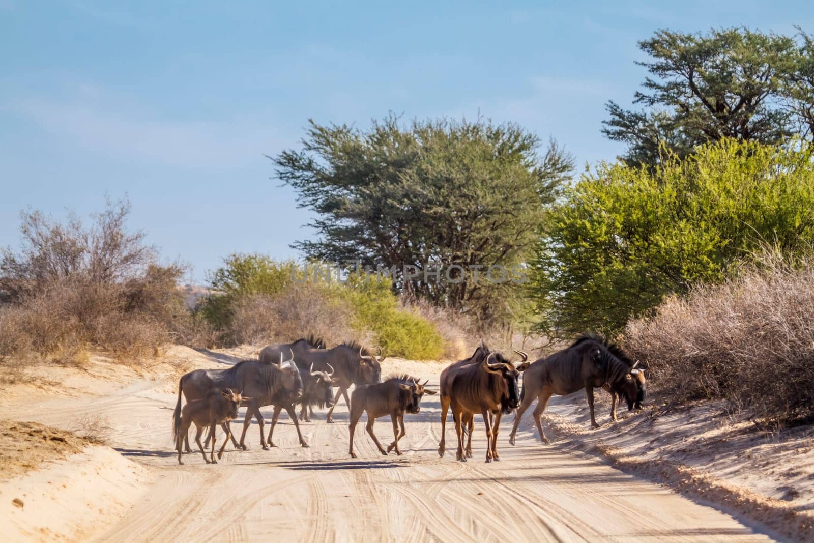 Small group of Blue wildebeest on safari road in Kgalagadi transfrontier park, South Africa ; Specie Connochaetes taurinus family of Bovidae
