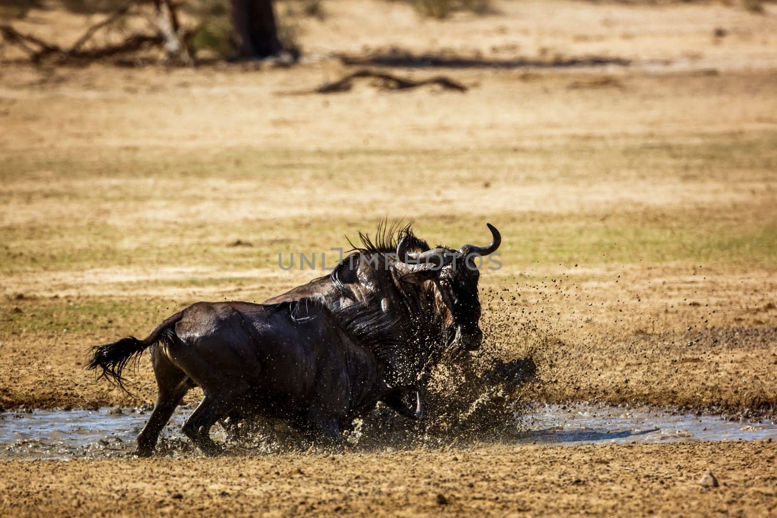 Two Blue wildebeest bull fighting in waterhole in Kgalagadi transfrontier park, South Africa ; Specie Connochaetes taurinus family of Bovidae