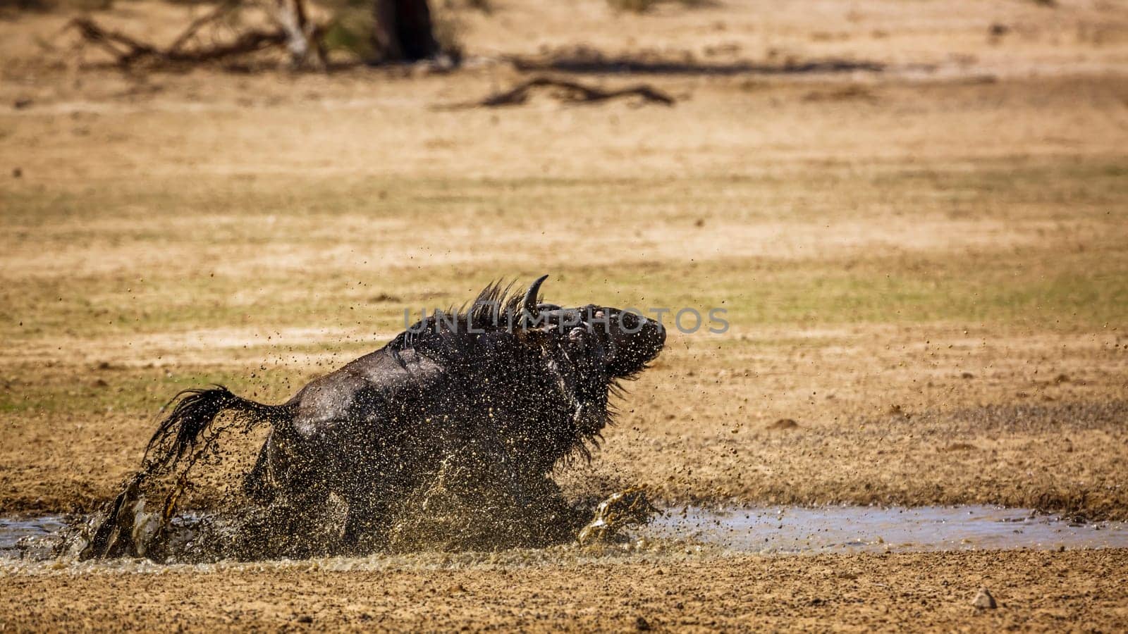 Blue wildebeest in Kgalagadi transfrontier park, South Africa by PACOCOMO