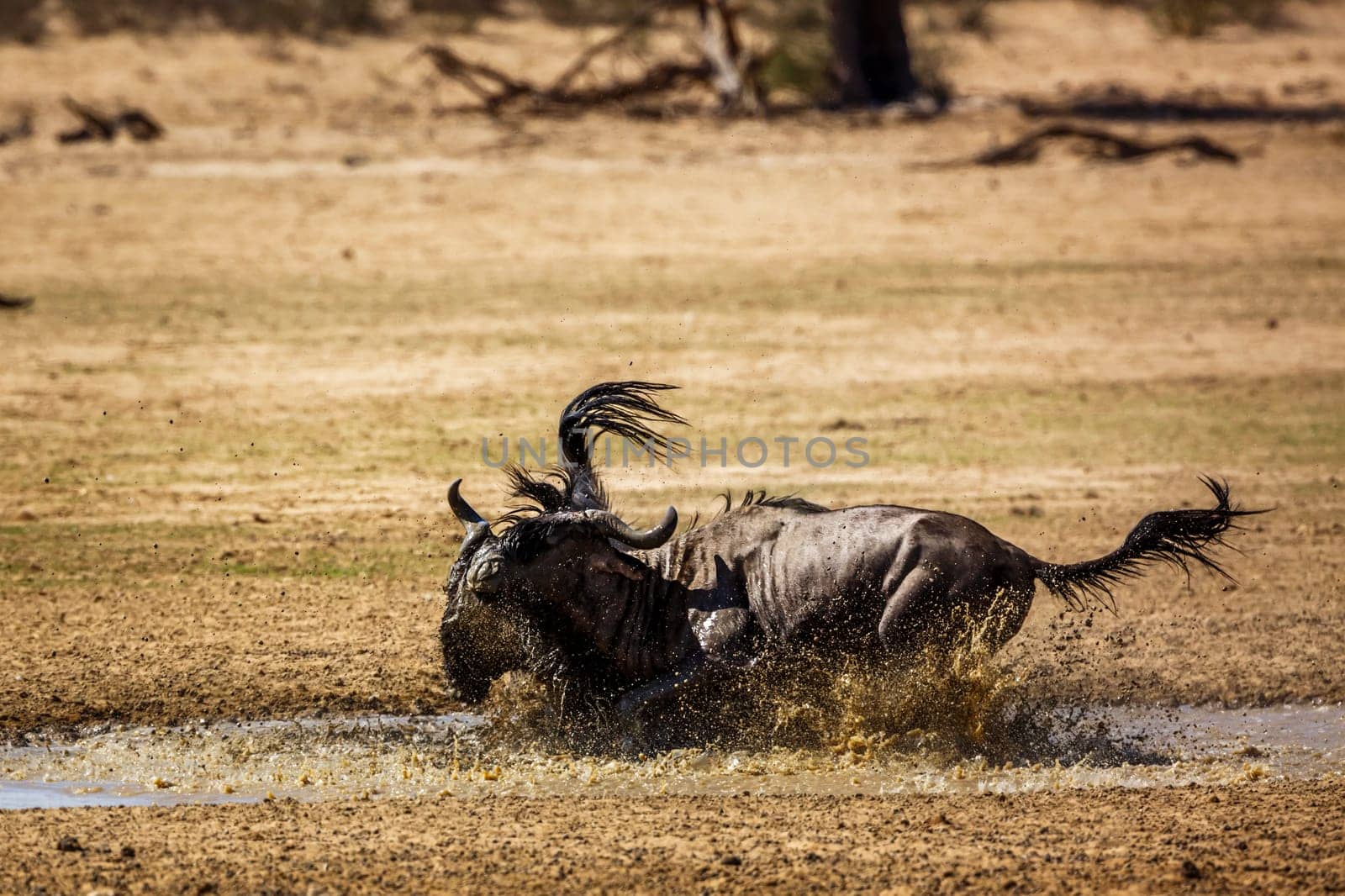 Two Blue wildebeest bull fighting in waterhole in Kgalagadi transfrontier park, South Africa ; Specie Connochaetes taurinus family of Bovidae